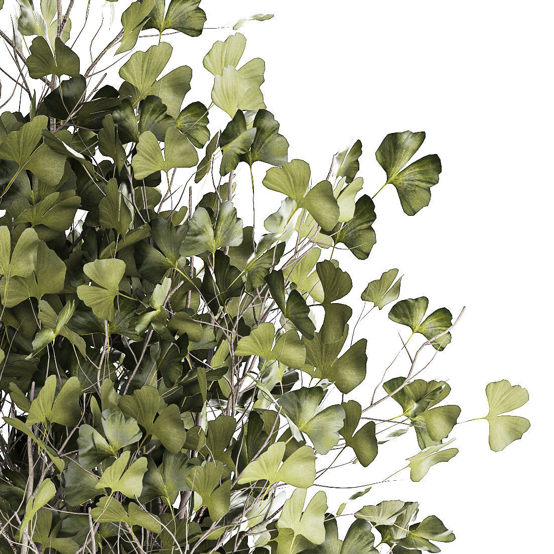 Beautiful Ginkgo biloba tree in pots for the interior 1333 3D model_11