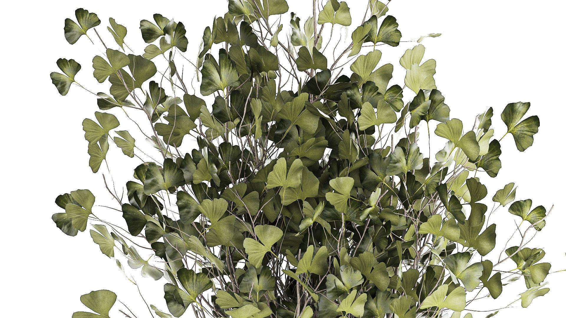 Beautiful Ginkgo biloba tree in pots for the interior 1333 3D model_5