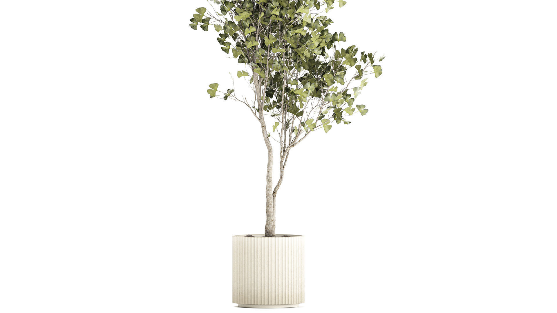Beautiful Ginkgo biloba tree in pots for the interior 1333 3D model_3