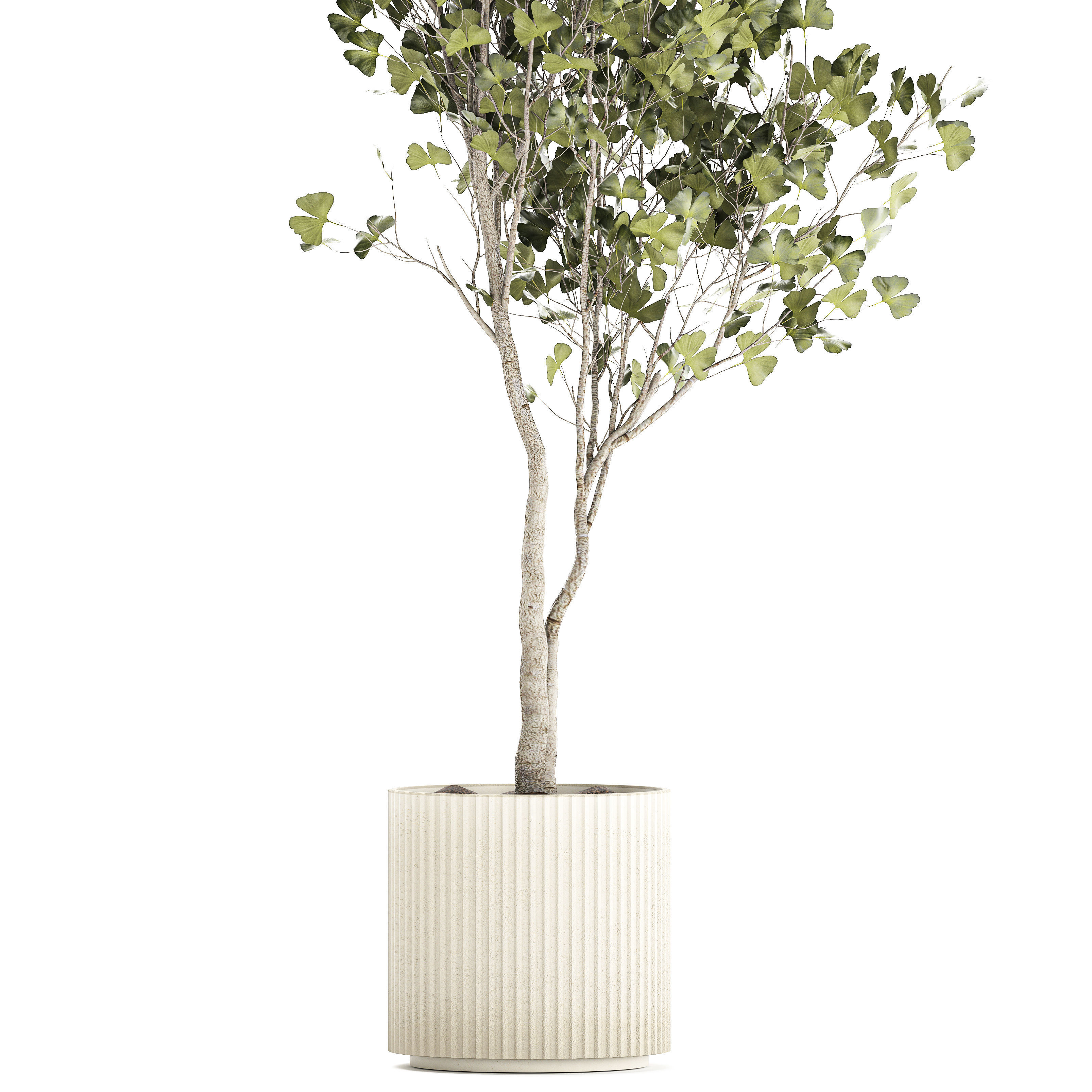 Beautiful Ginkgo biloba tree in pots for the interior 1333 3D model_9