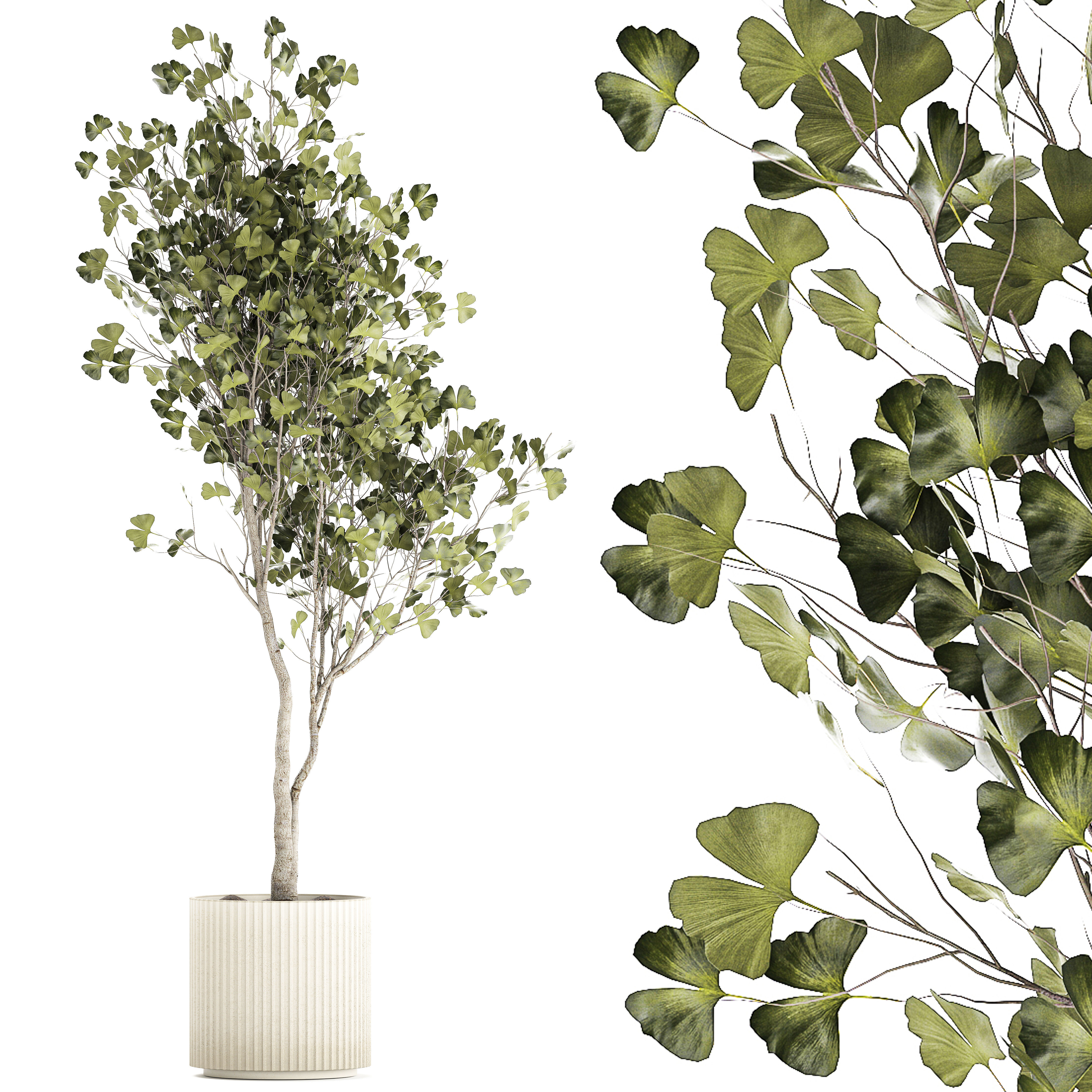 Beautiful Ginkgo biloba tree in pots for the interior 1333 3D model_6