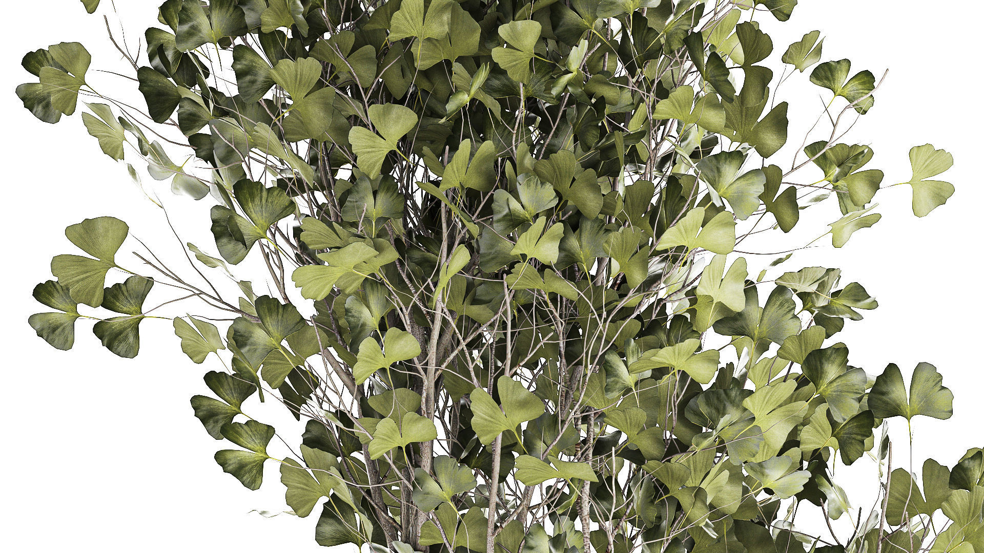 Beautiful Ginkgo biloba tree in pots for the interior 1333 3D model_4