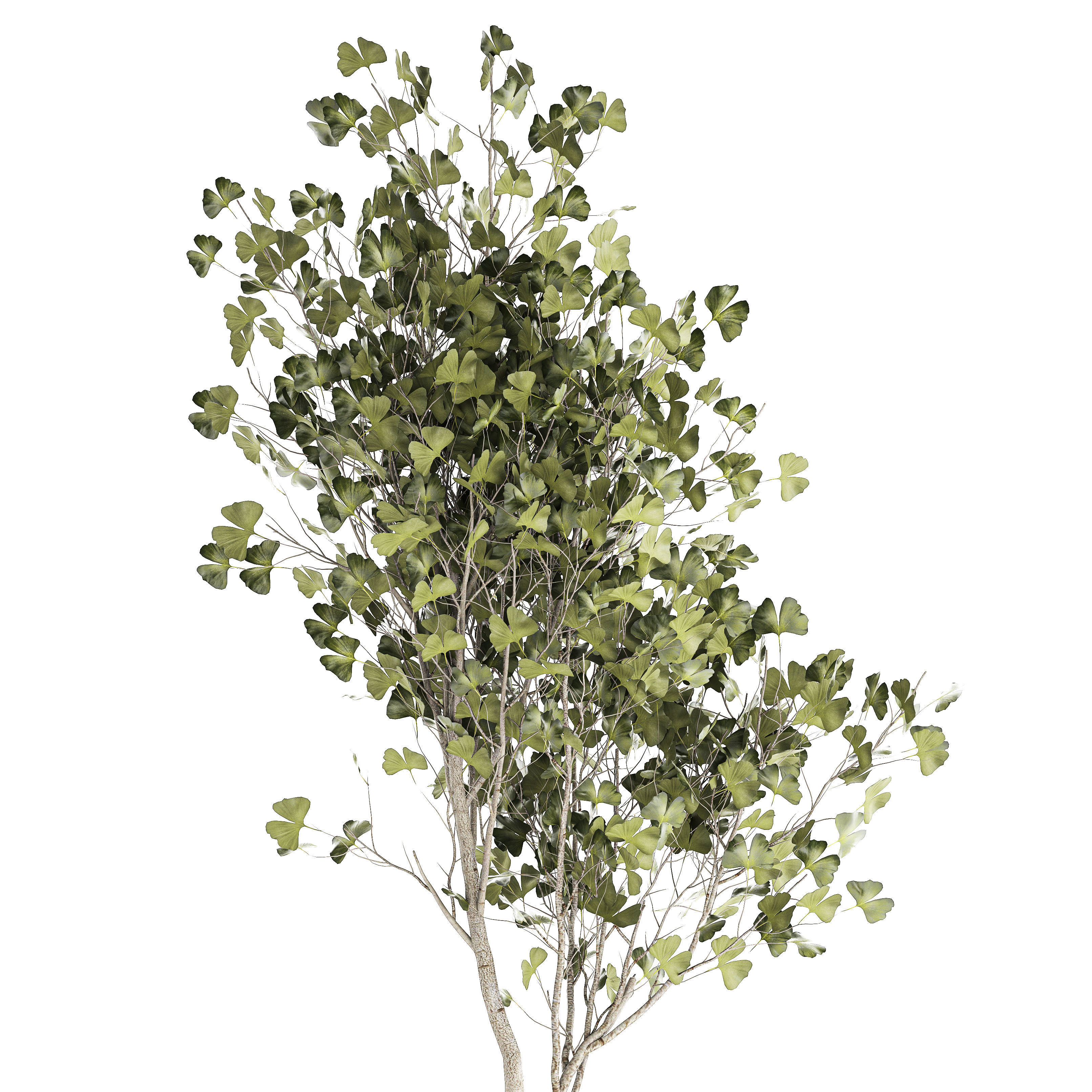 Beautiful Ginkgo biloba tree in pots for the interior 1333 3D model_8