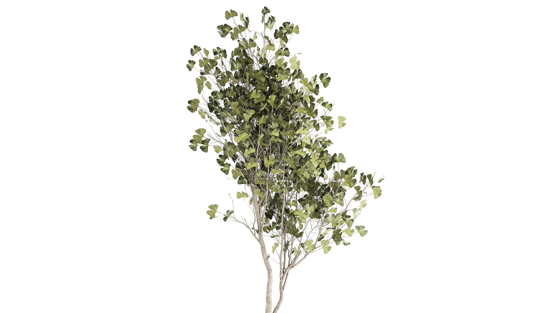 Beautiful Ginkgo biloba tree in pots for the interior 1333 3D model_1