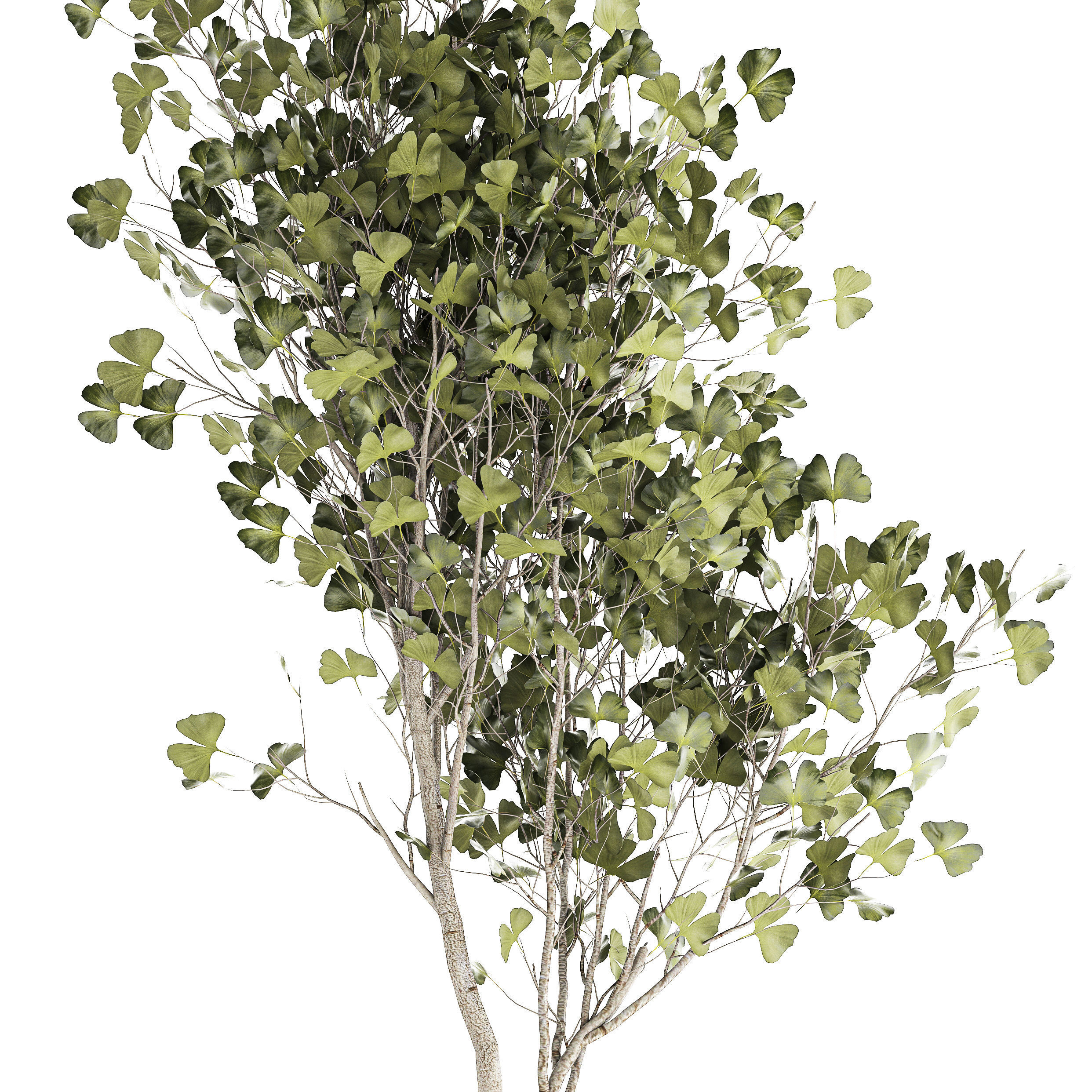 Beautiful Ginkgo biloba tree in pots for the interior 1333 3D model_10