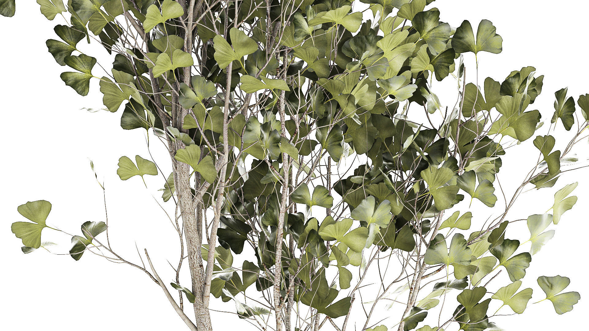 Beautiful Ginkgo biloba tree in pots for the interior 1333 3D model_2