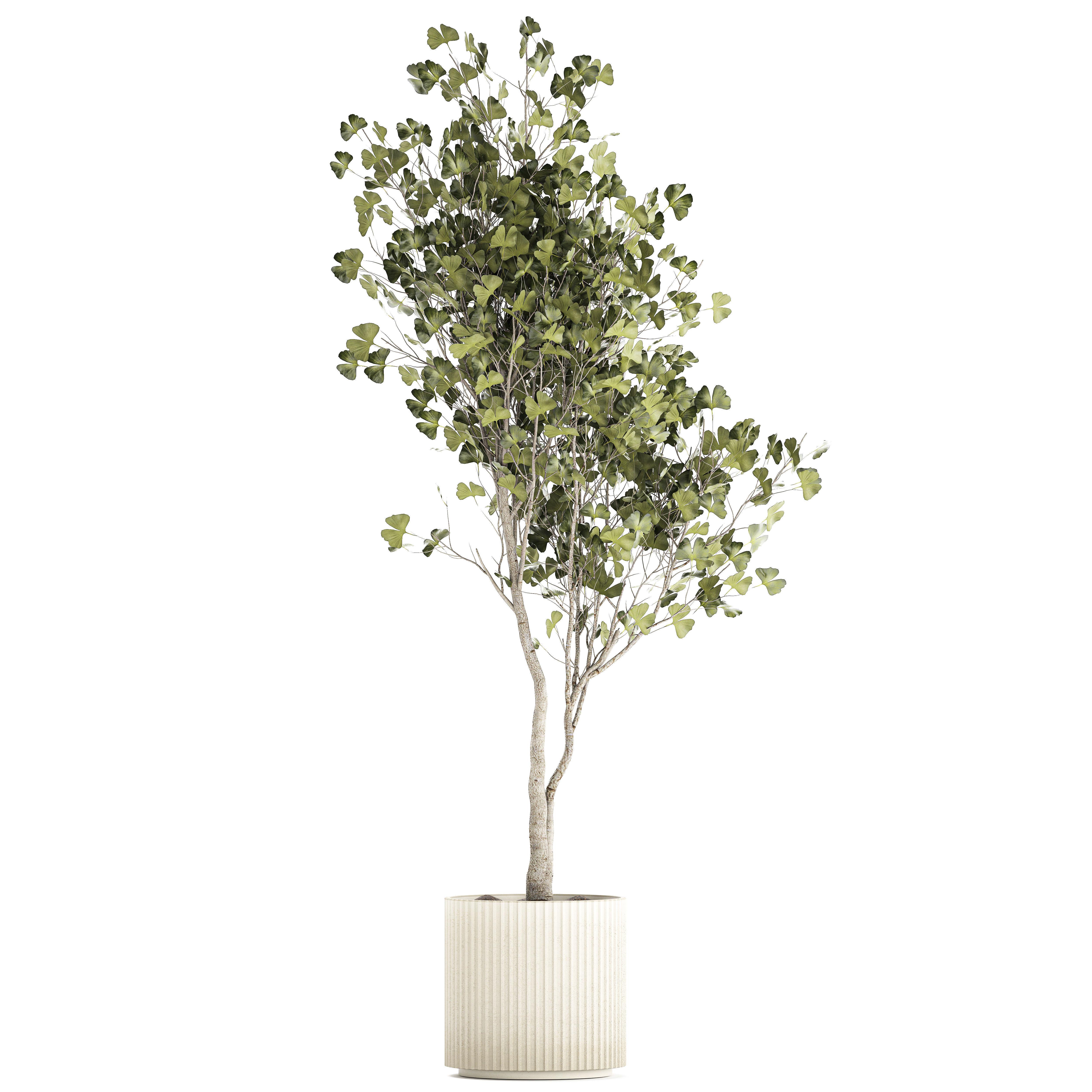 Beautiful Ginkgo biloba tree in pots for the interior 1333 3D model_7