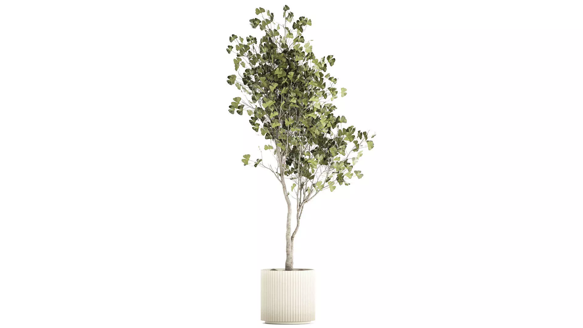 Beautiful Ginkgo biloba tree in pots for the interior 1333 3D model_0