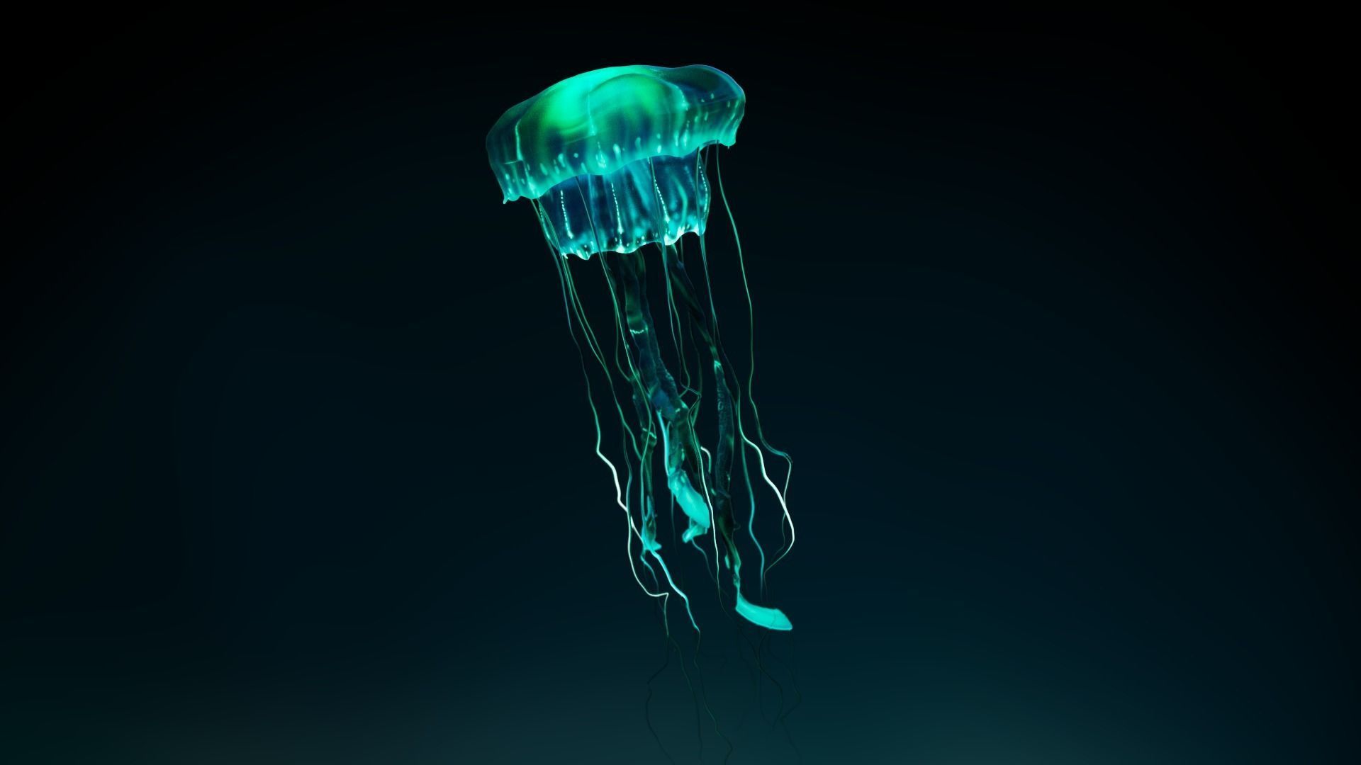 Animated Bioluminescent Jellyfish set up in Octane AND Redshift 3D model_5
