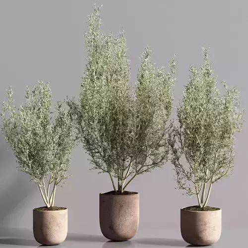 Indoor Plant olive Set 10