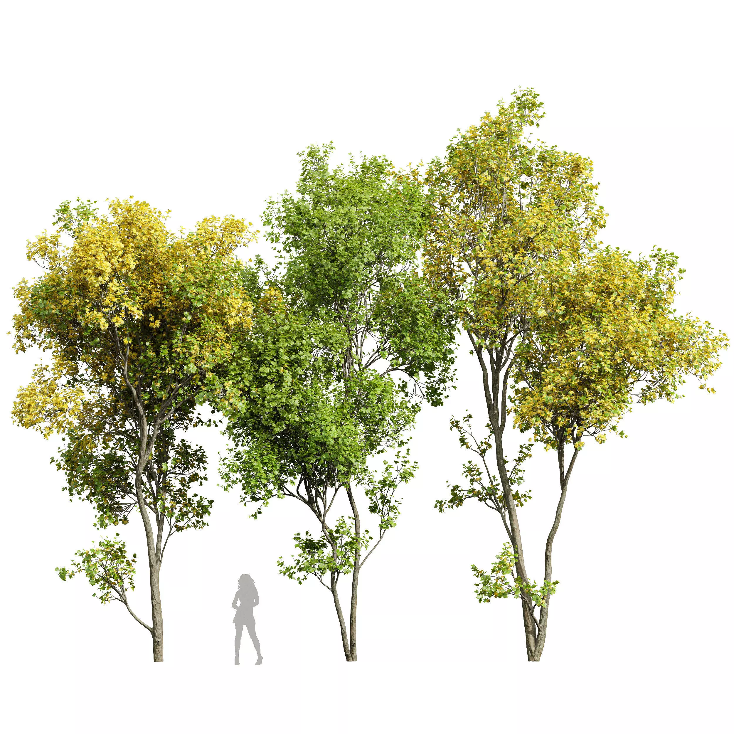 Acer Saccharinum Summer-Fall 3D model_0
