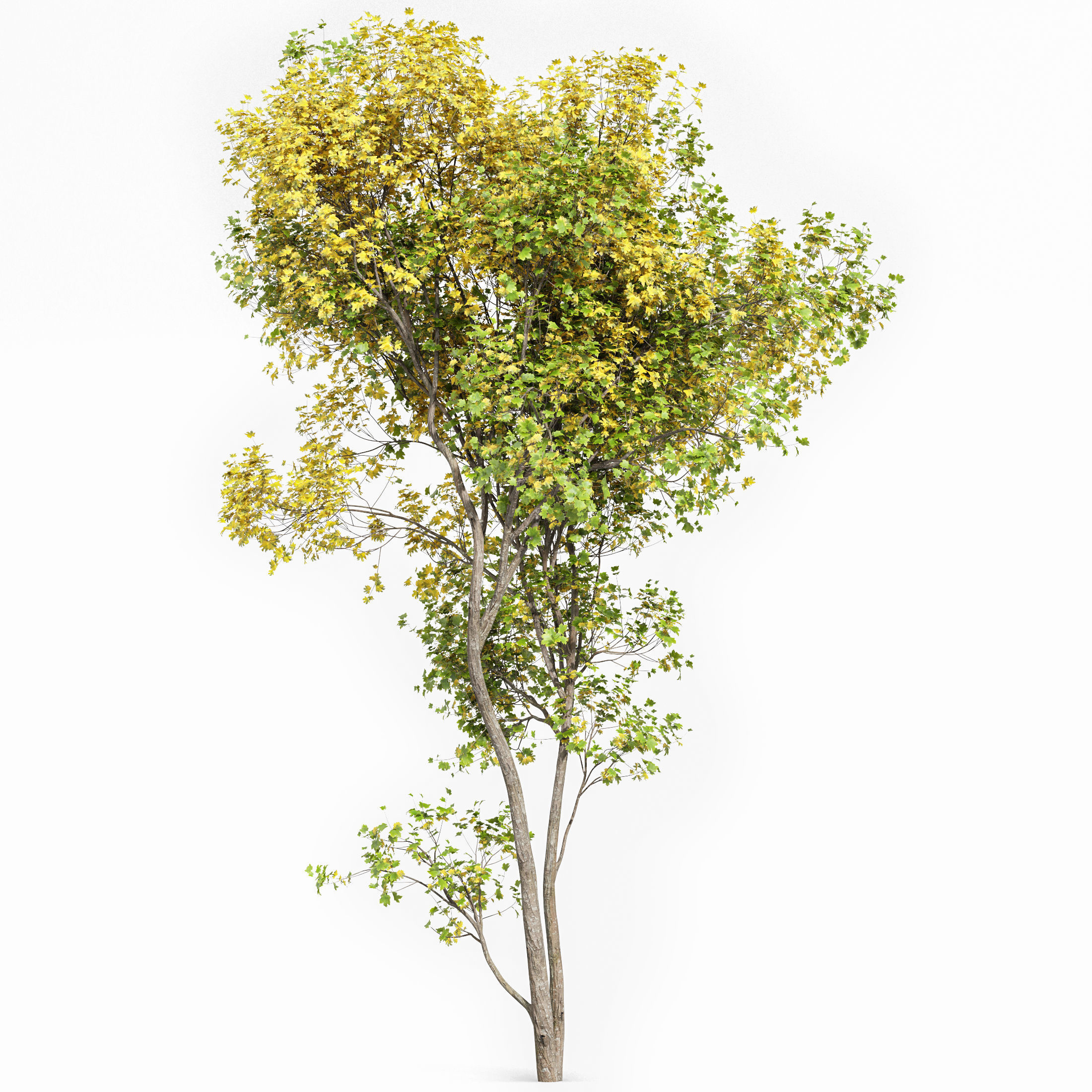 Acer Saccharinum Summer-Fall 3D model_3
