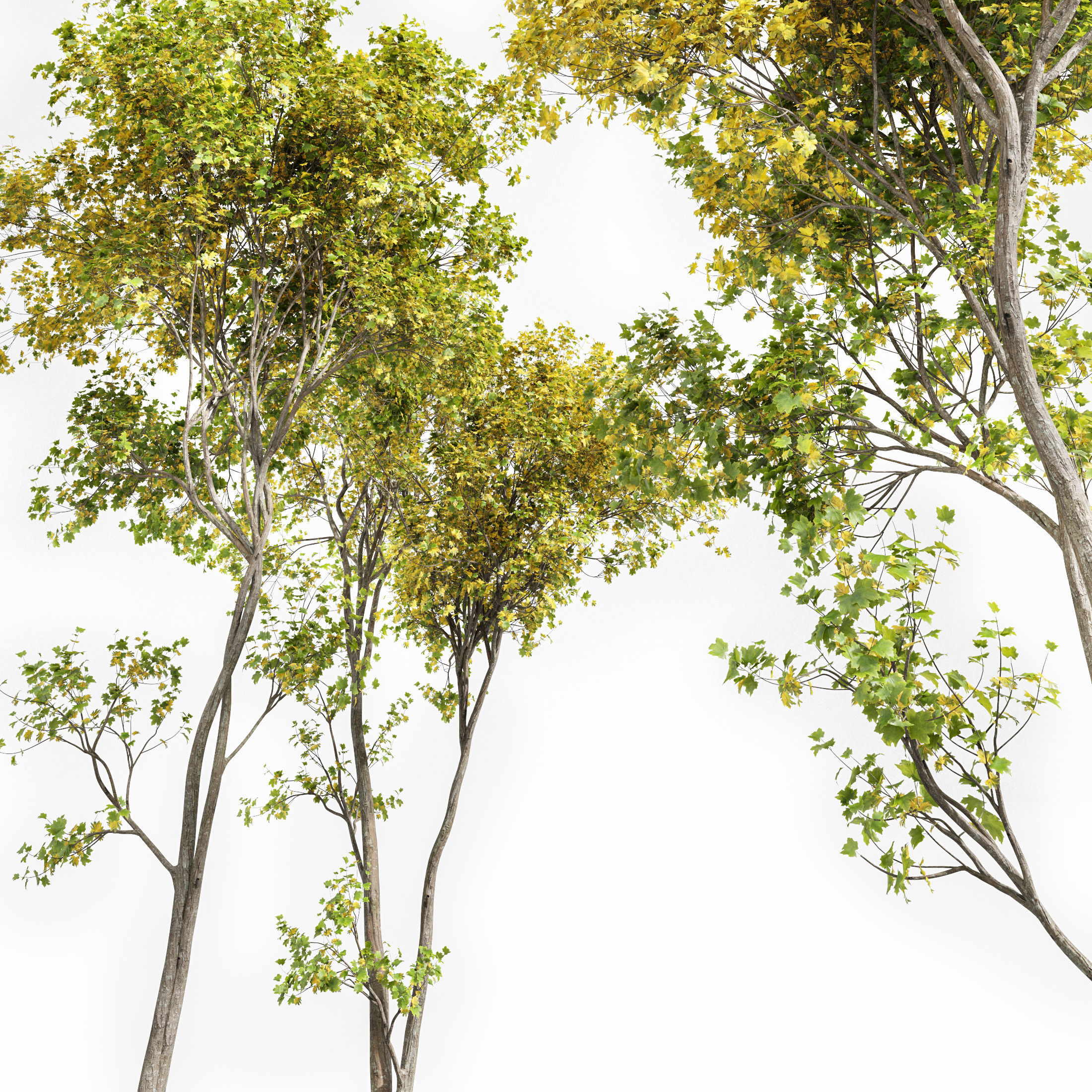 Acer Saccharinum Summer-Fall 3D model_2