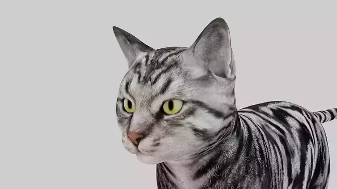 House Cat Low-poly 3D model