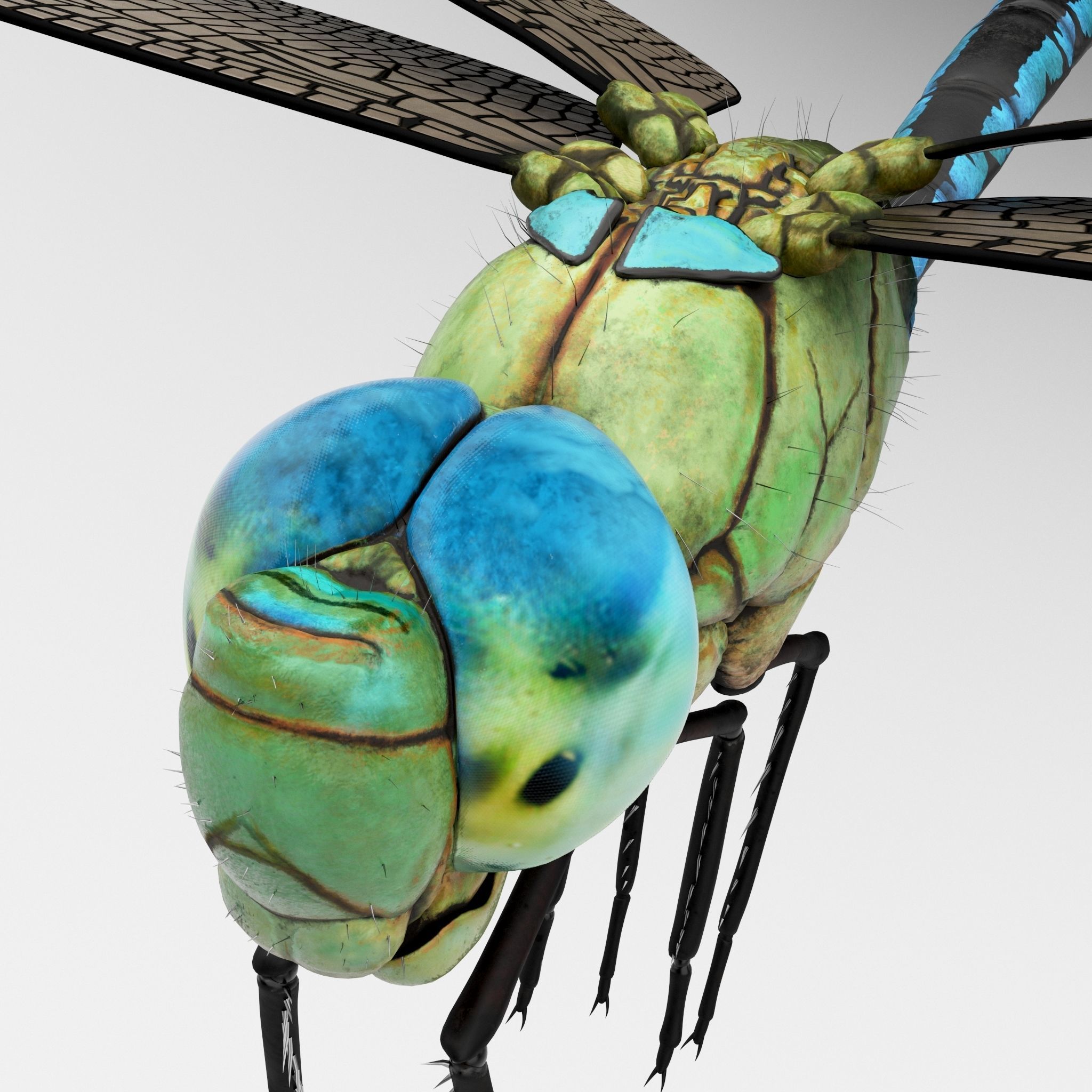Anax Imperator 3D model_5