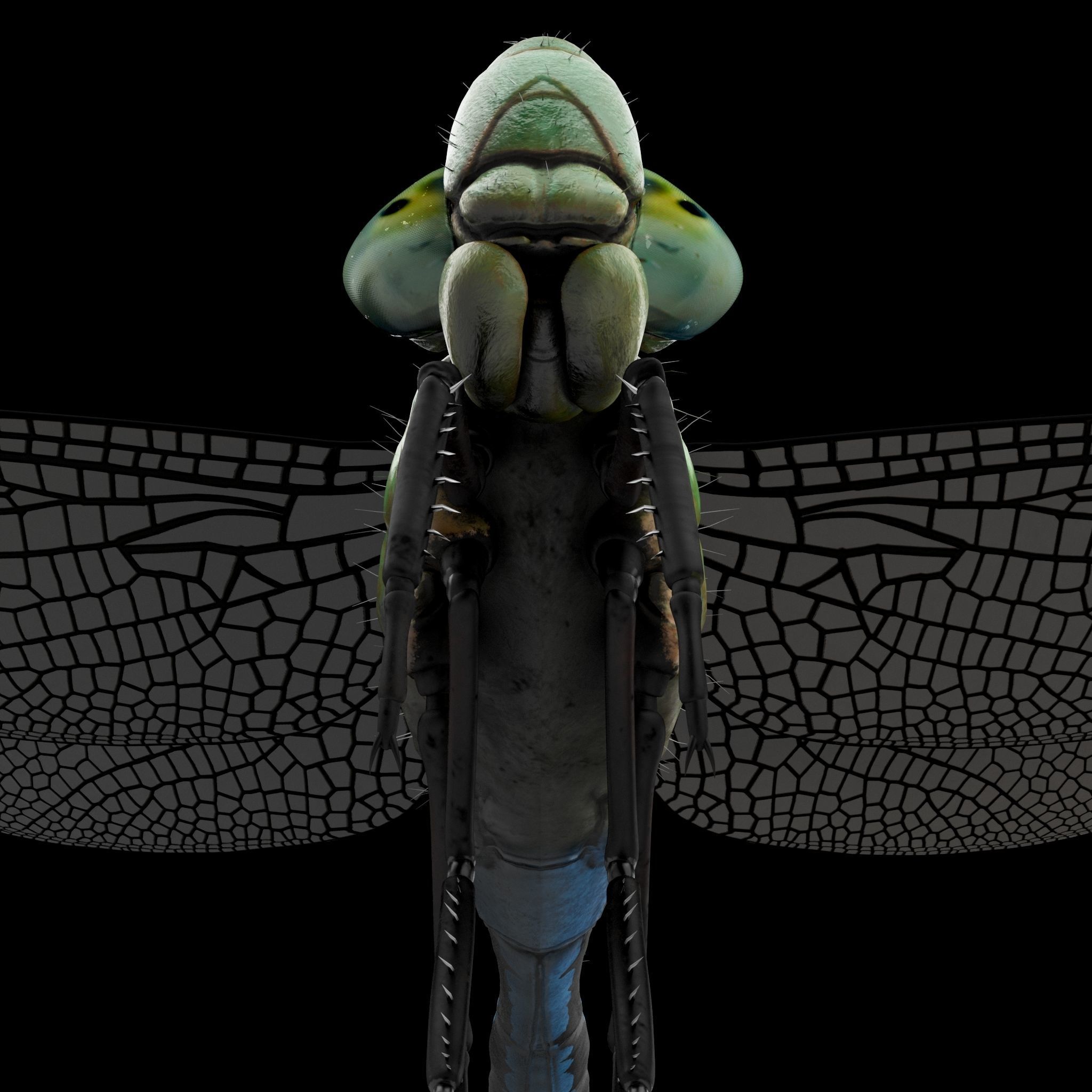Anax Imperator 3D model_10