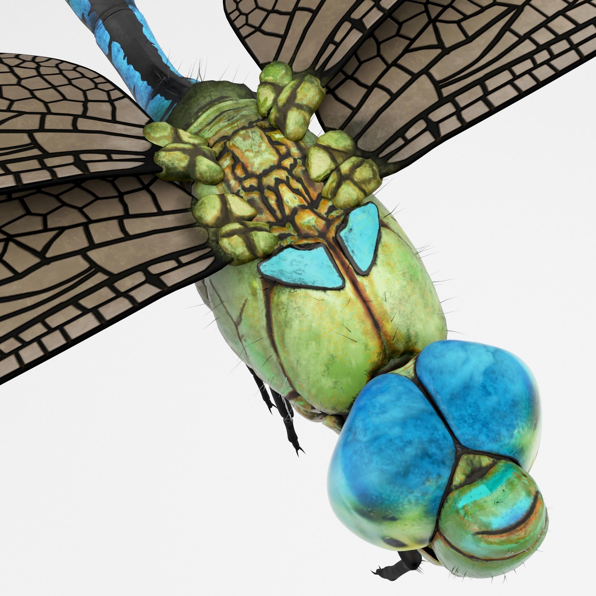 Anax Imperator 3D model_8