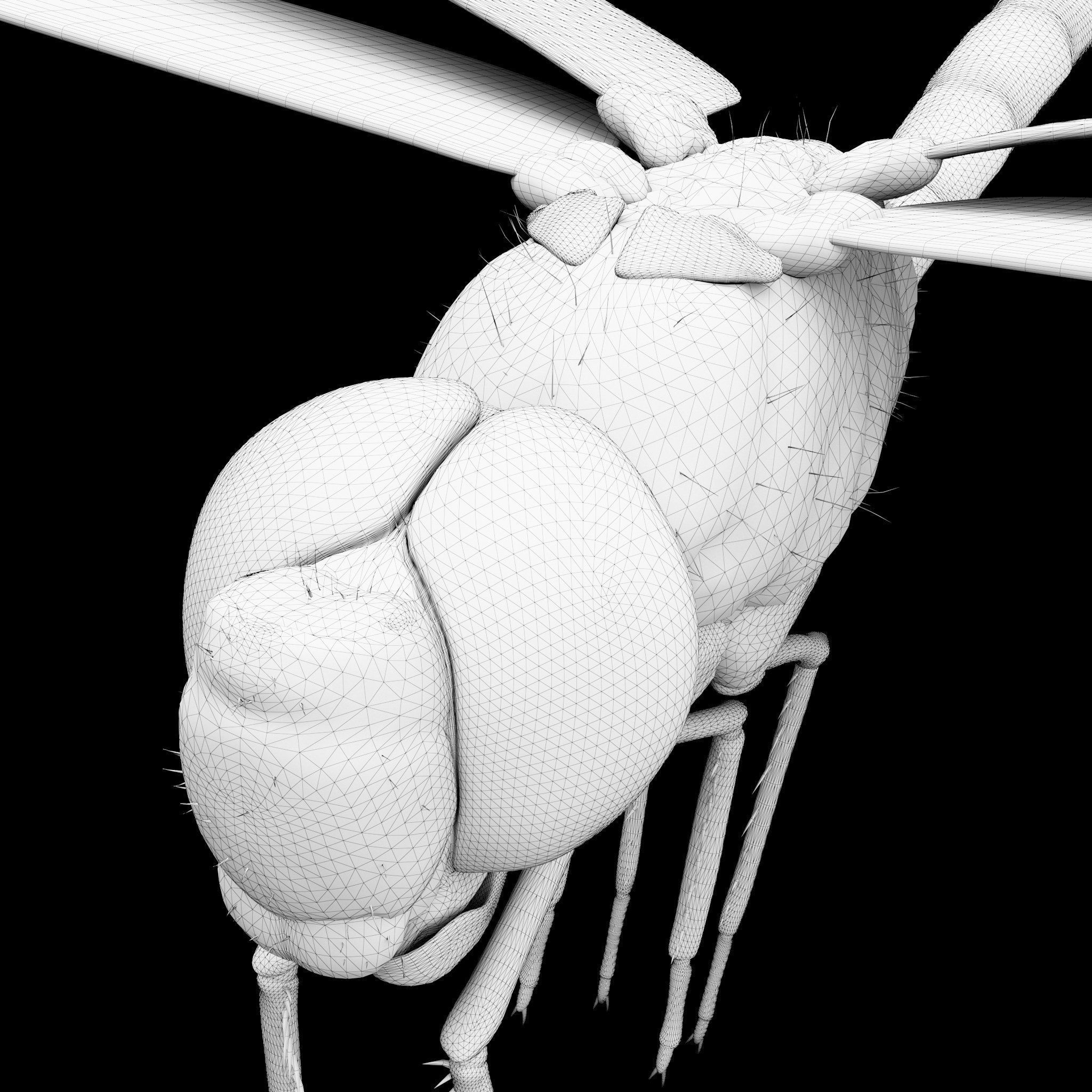 Anax Imperator 3D model_15