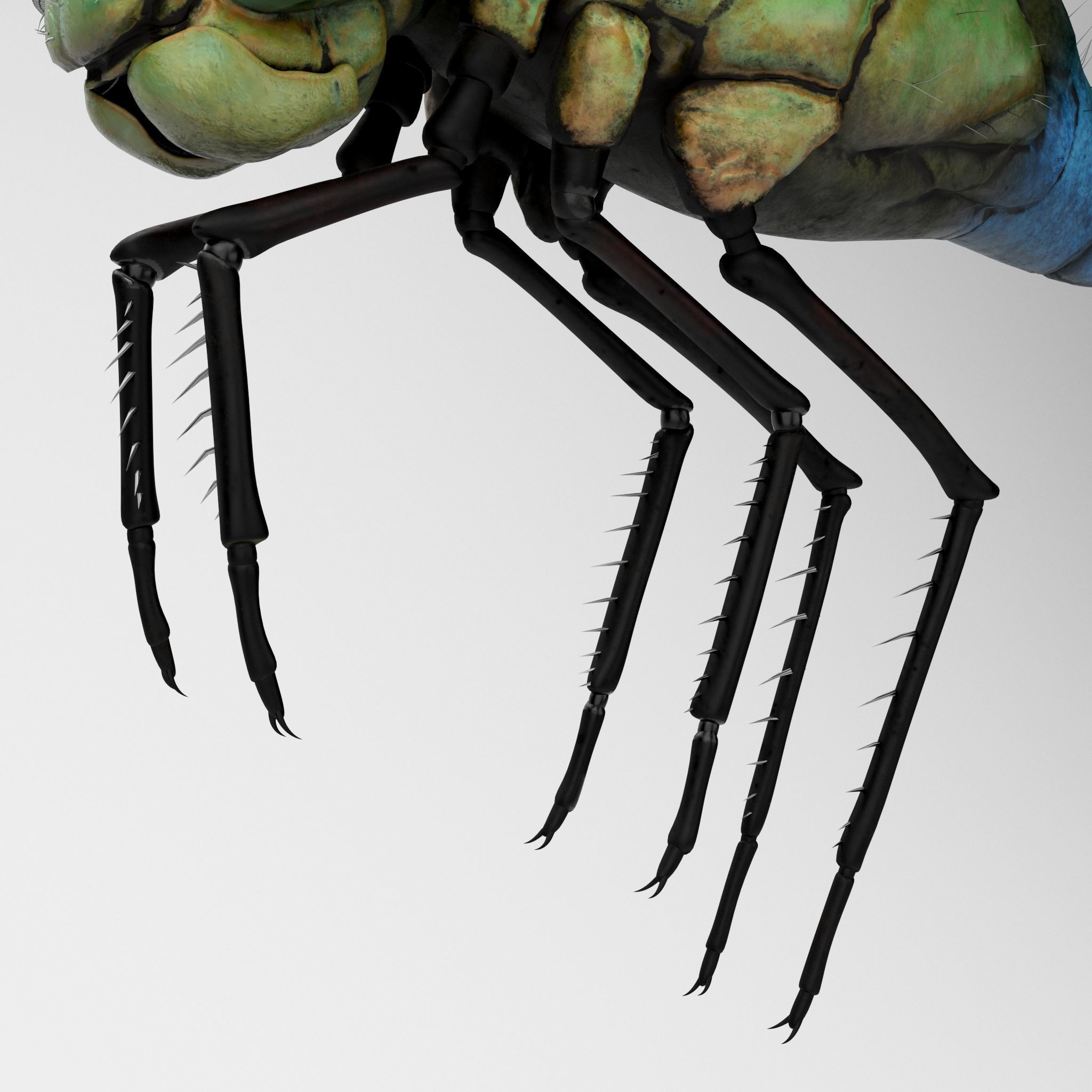 Anax Imperator 3D model_9