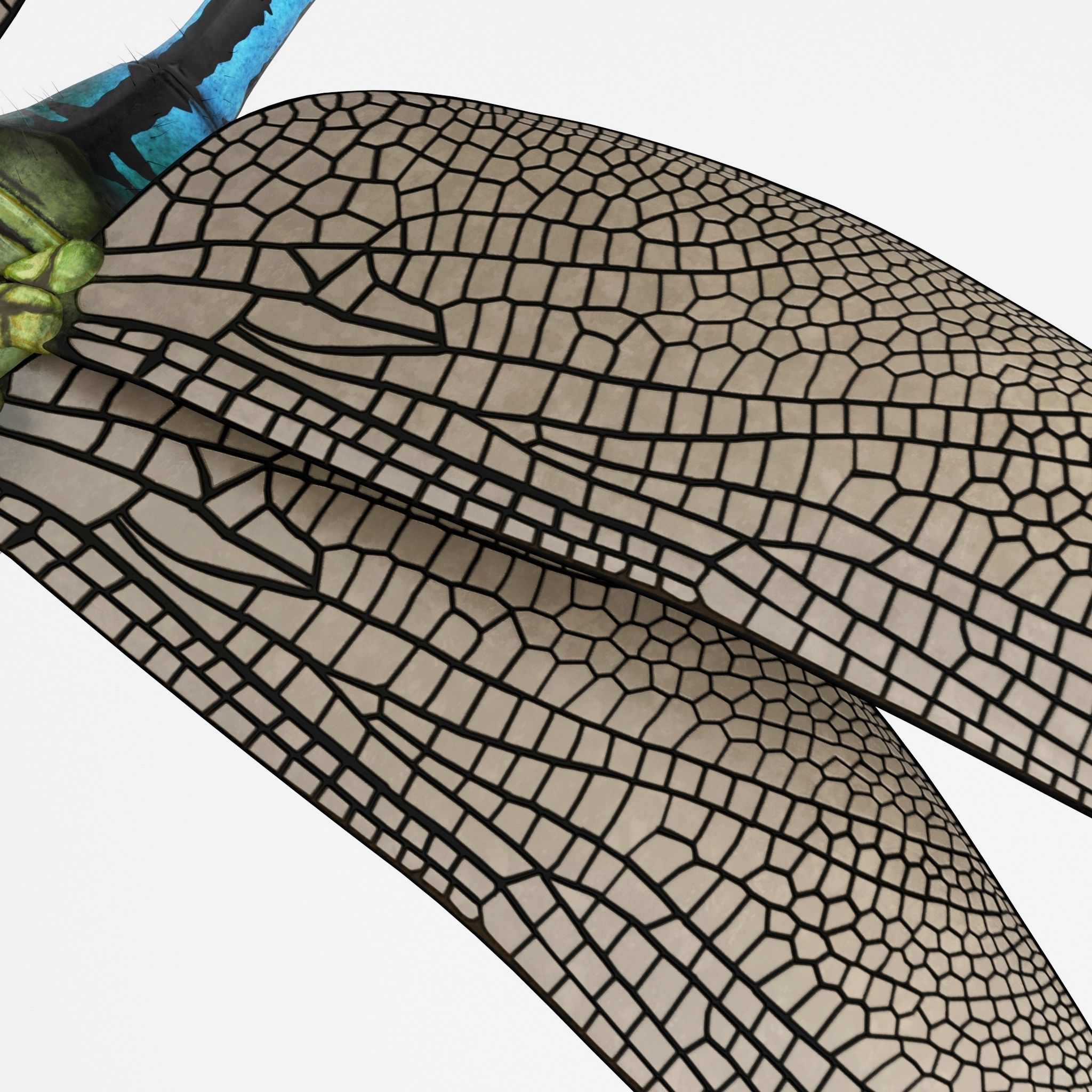 Anax Imperator 3D model_11