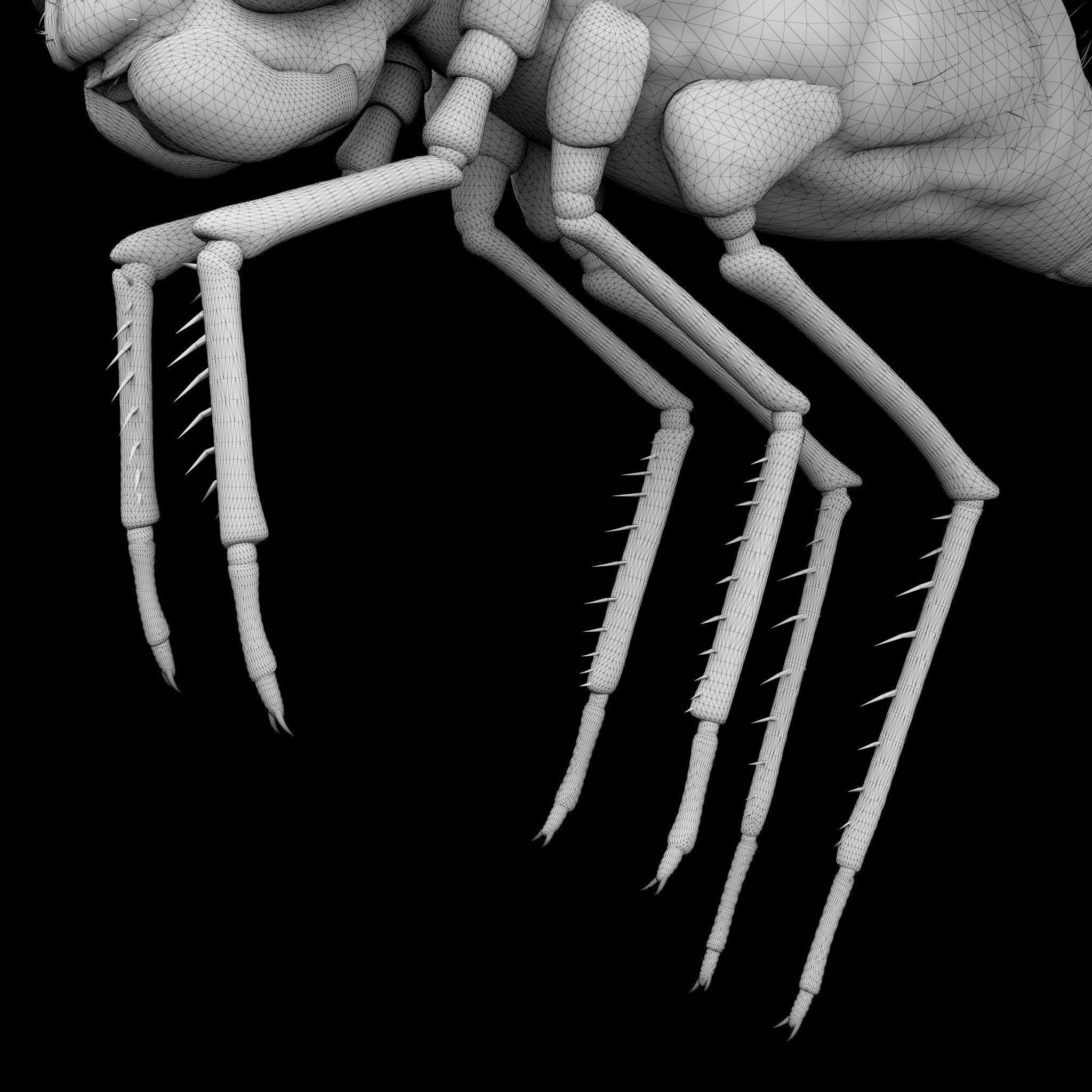 Anax Imperator 3D model_14