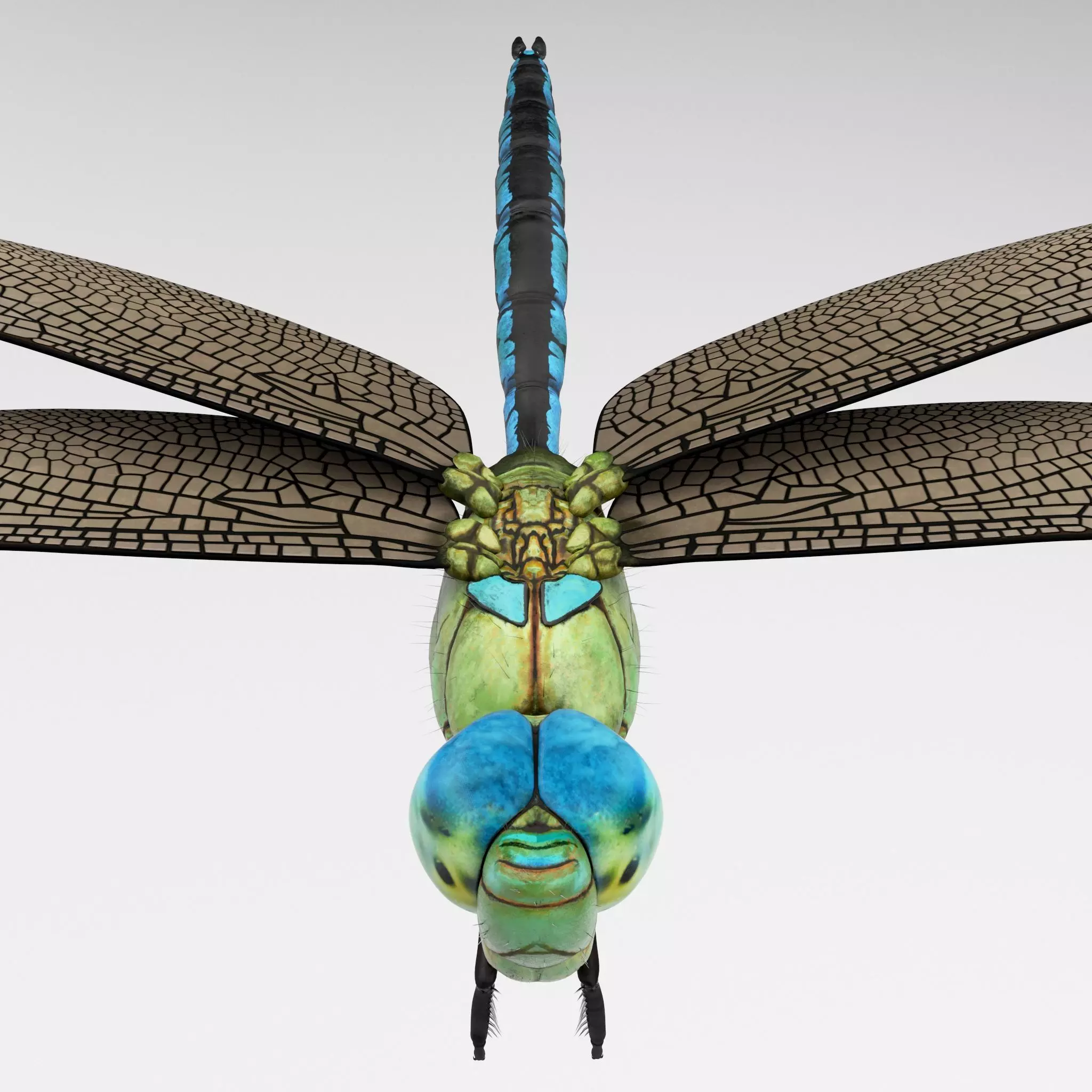 Anax Imperator 3D model_0