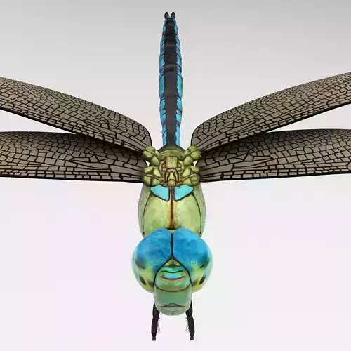 Anax Imperator