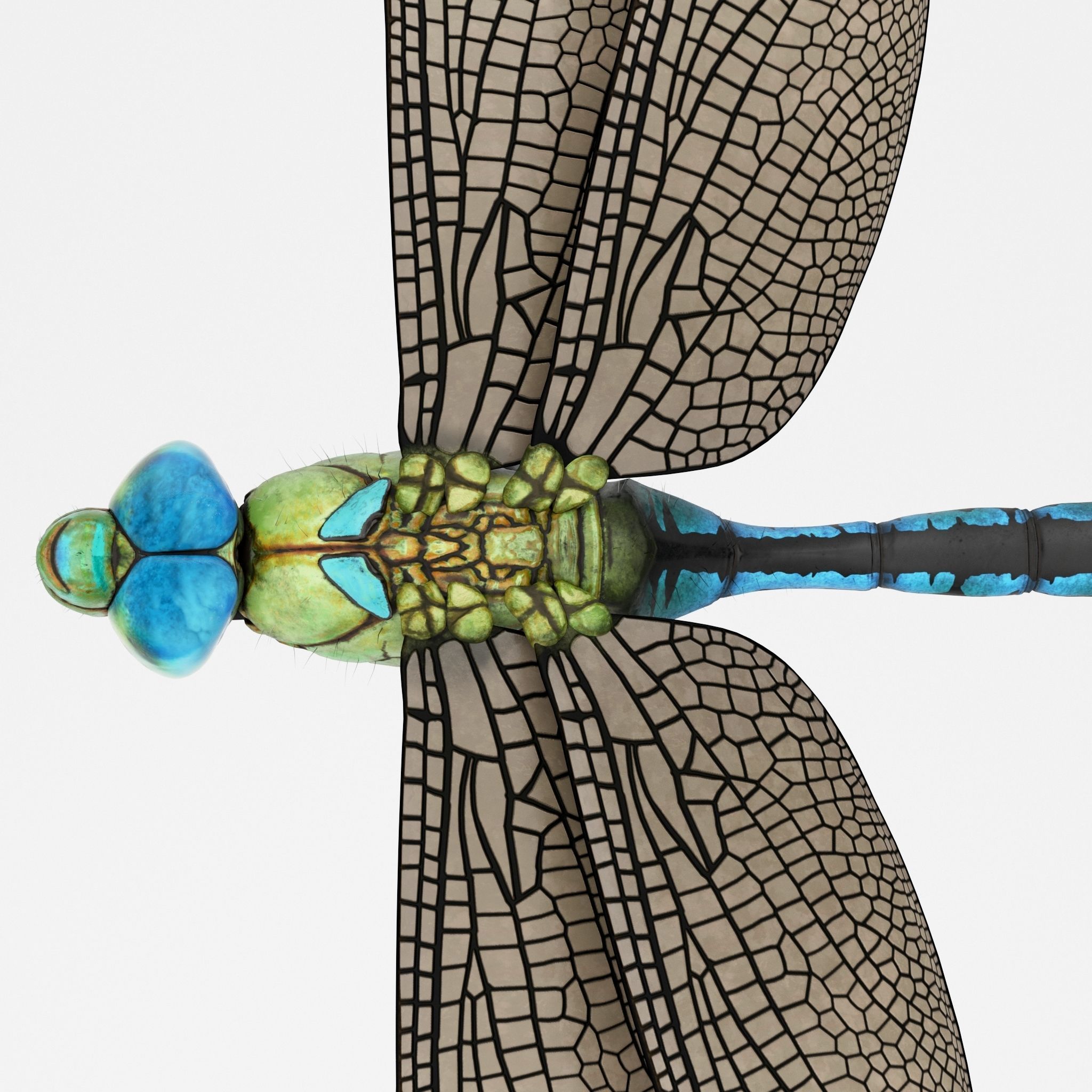 Anax Imperator 3D model_2