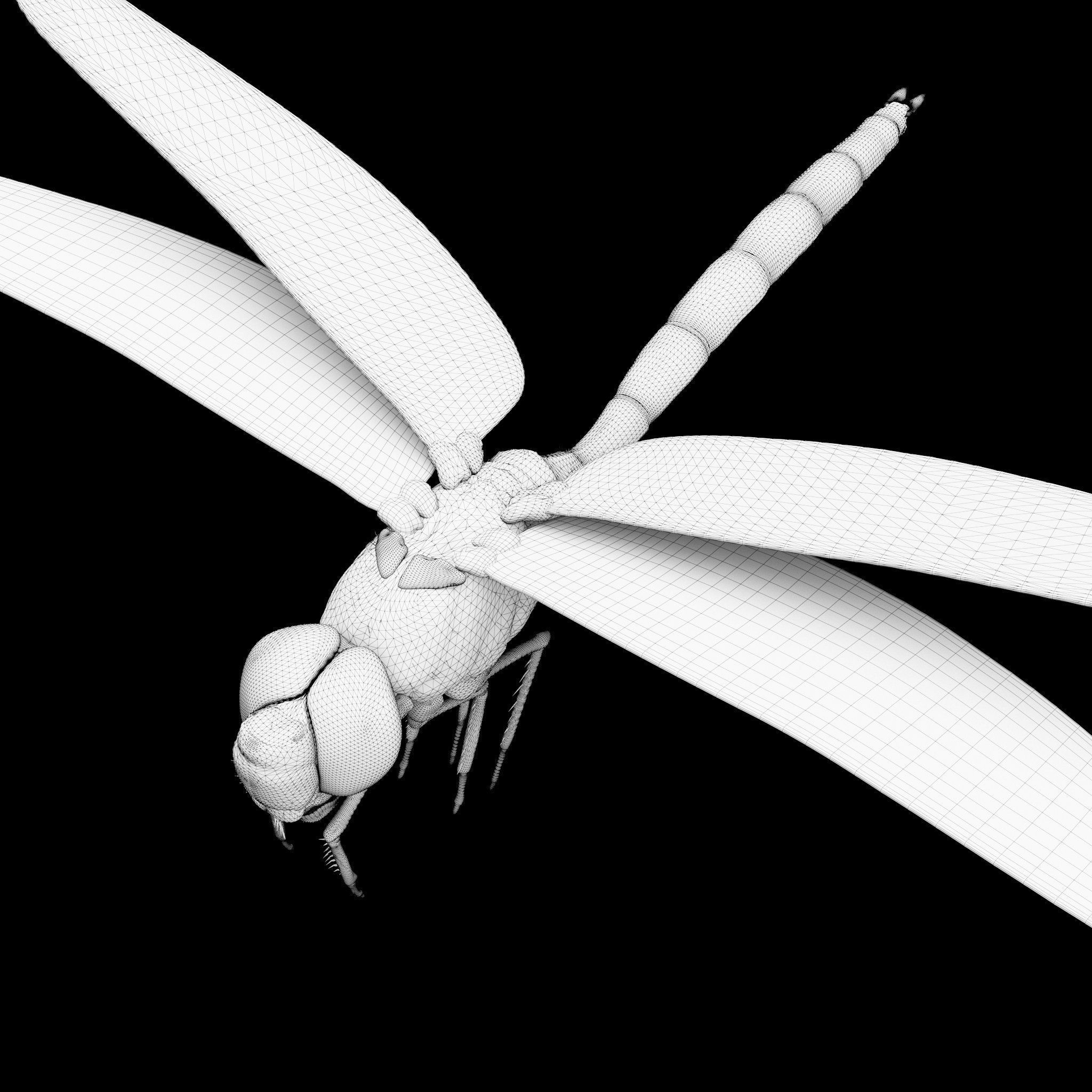 Anax Imperator 3D model_13