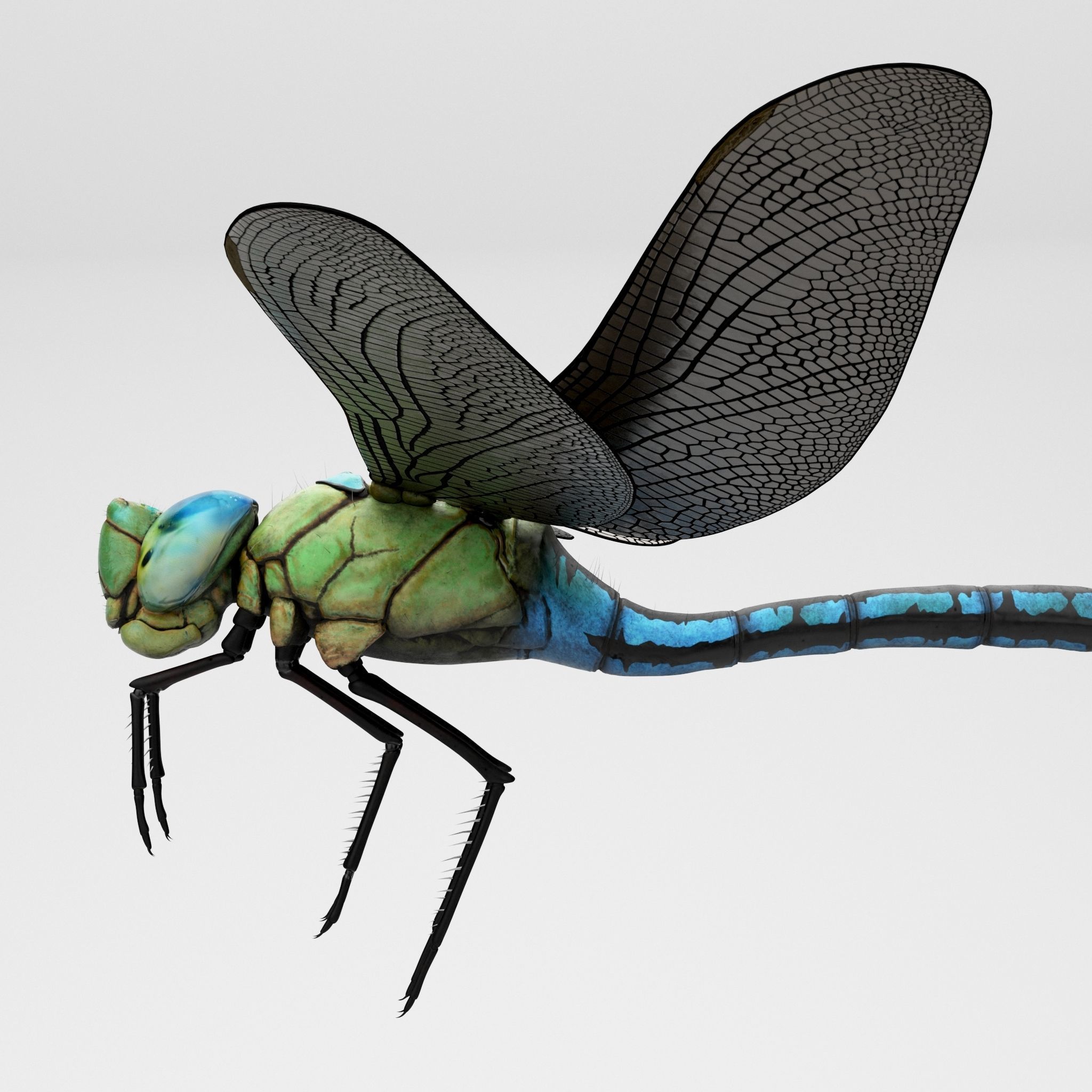 Anax Imperator 3D model_4