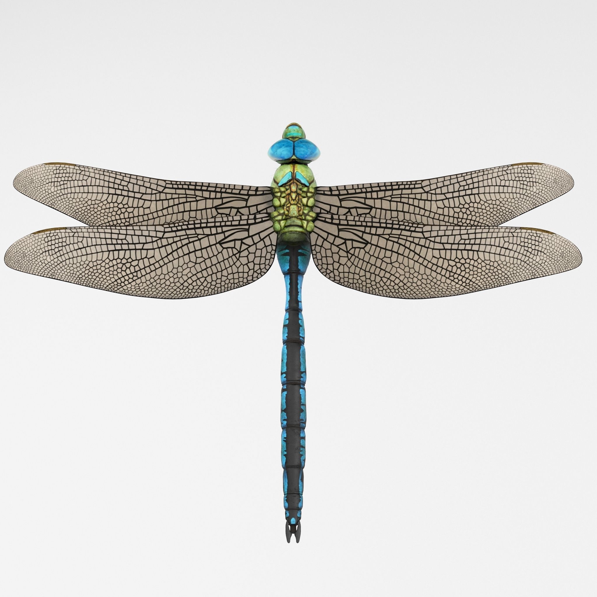 Anax Imperator 3D model_3