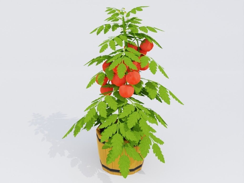 Low poly hand-painted tomatoes set Low-poly 3D model_12