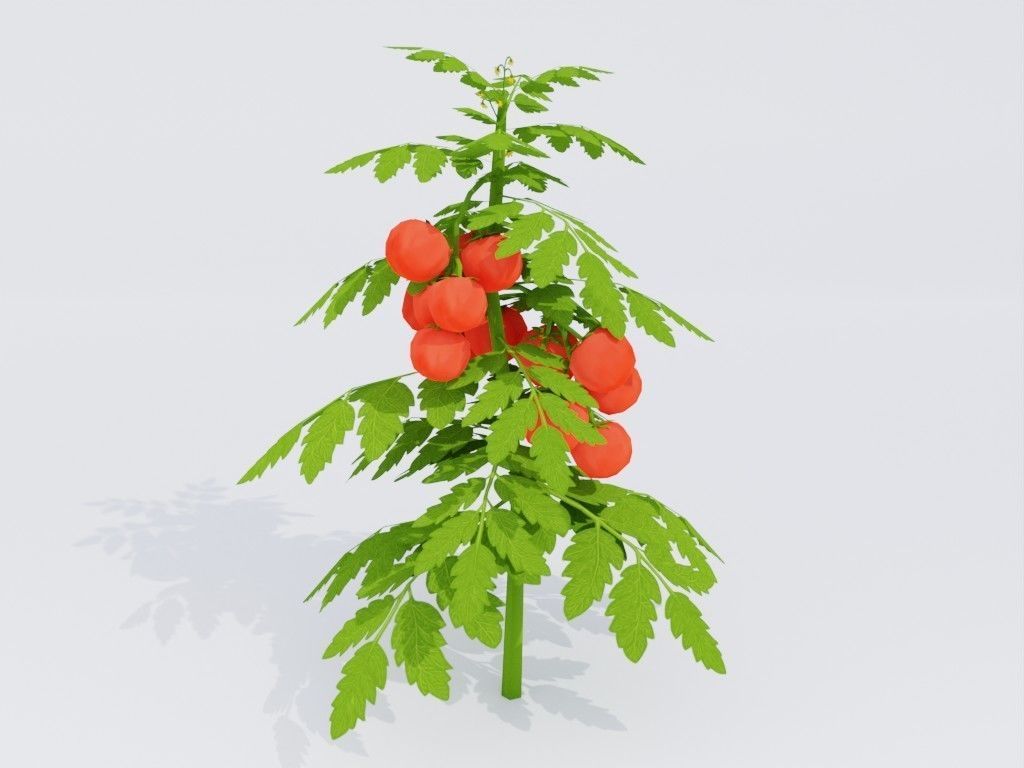 Low poly hand-painted tomatoes set Low-poly 3D model_8