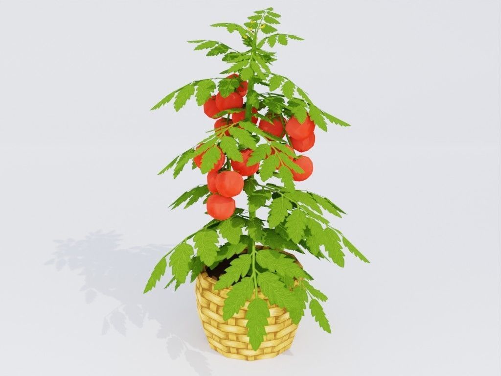 Low poly hand-painted tomatoes set Low-poly 3D model_10