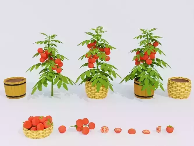 Low poly hand-painted tomatoes set Low-poly 3D model