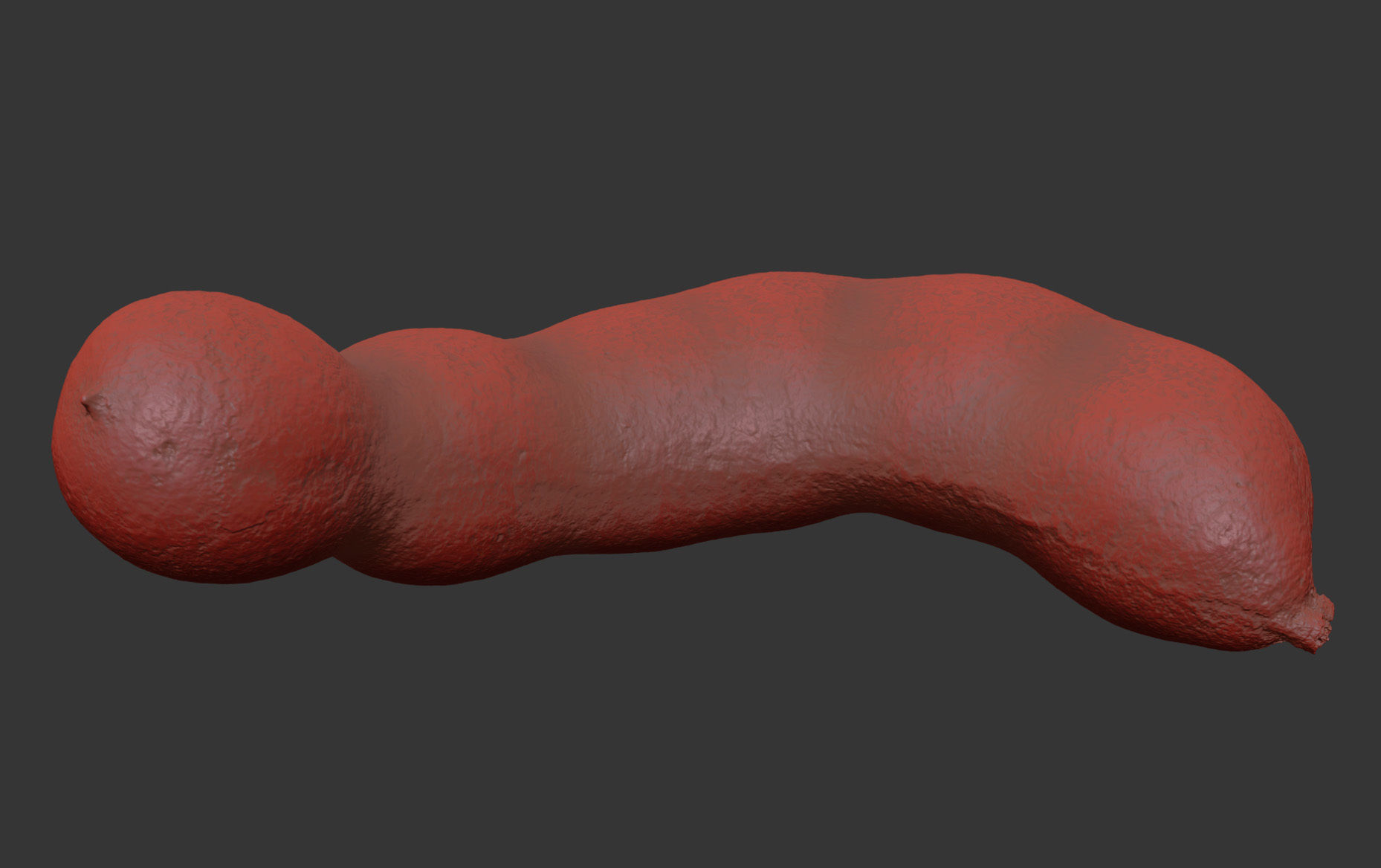 Tamarind 3D model_7