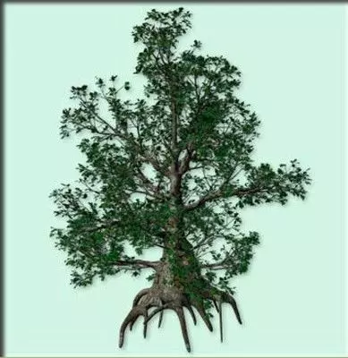 Black Oak 5 3D model_0