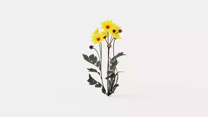 Dahlia Bishop of York