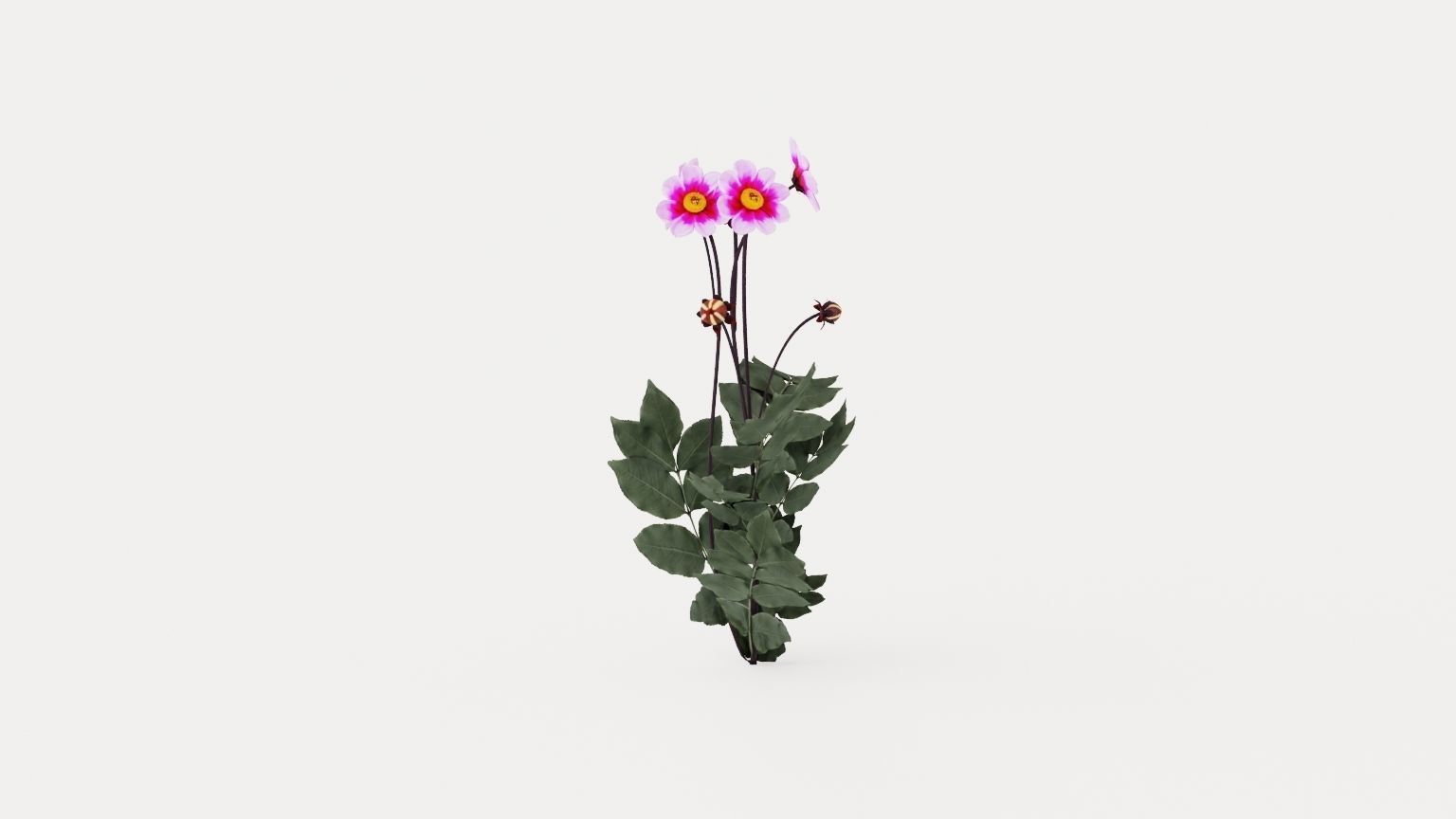 Wishes n Dreams Low-poly 3D model_2