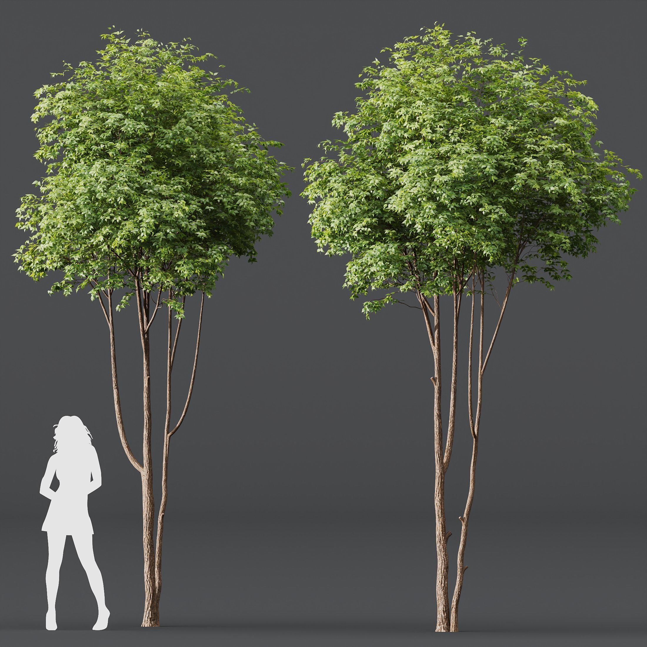 HQ Plants Ash Tree 3D model_1