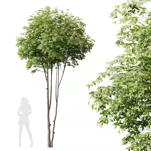 HQ Plants Ash Tree 3D model