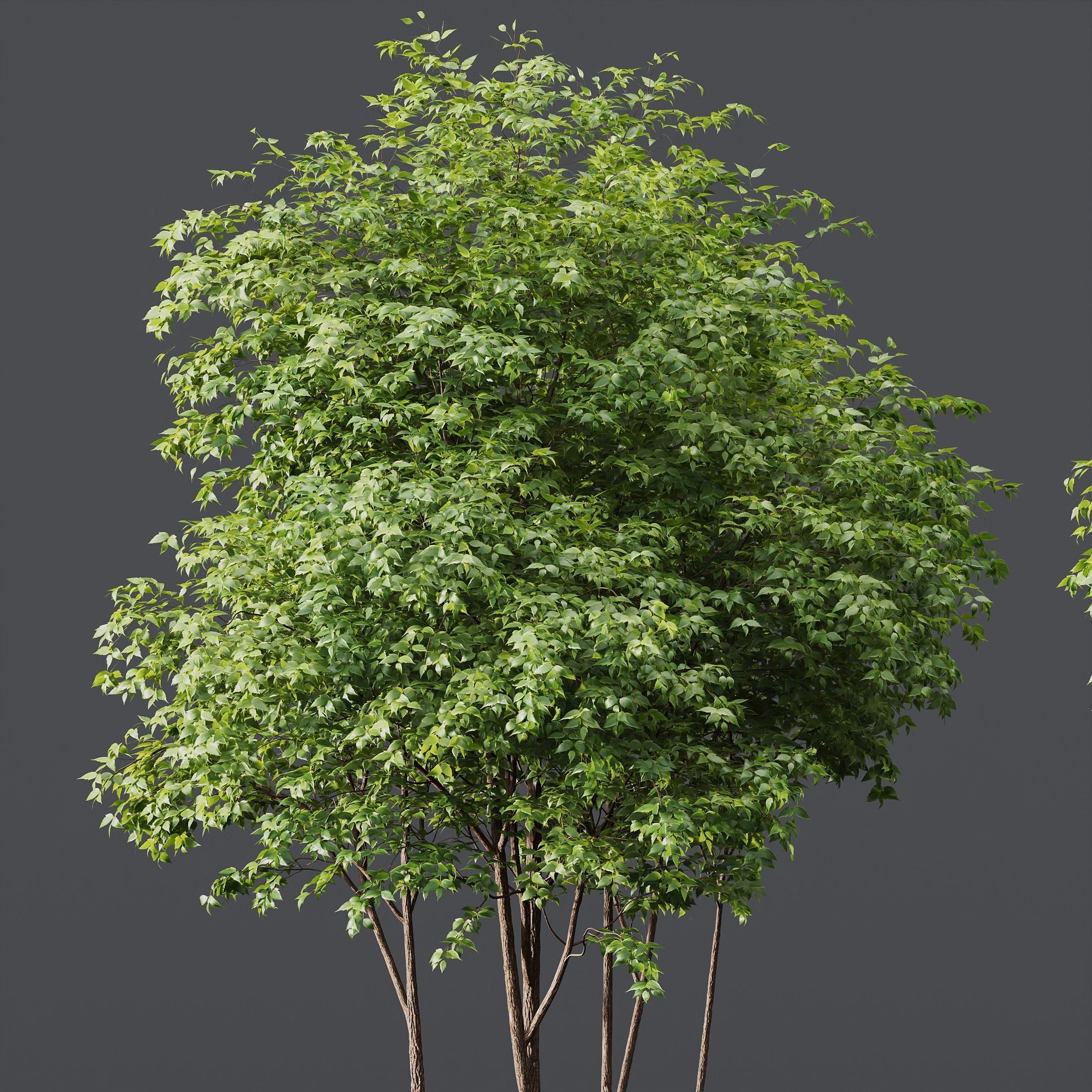 HQ Plants Ash Tree 3D model_2