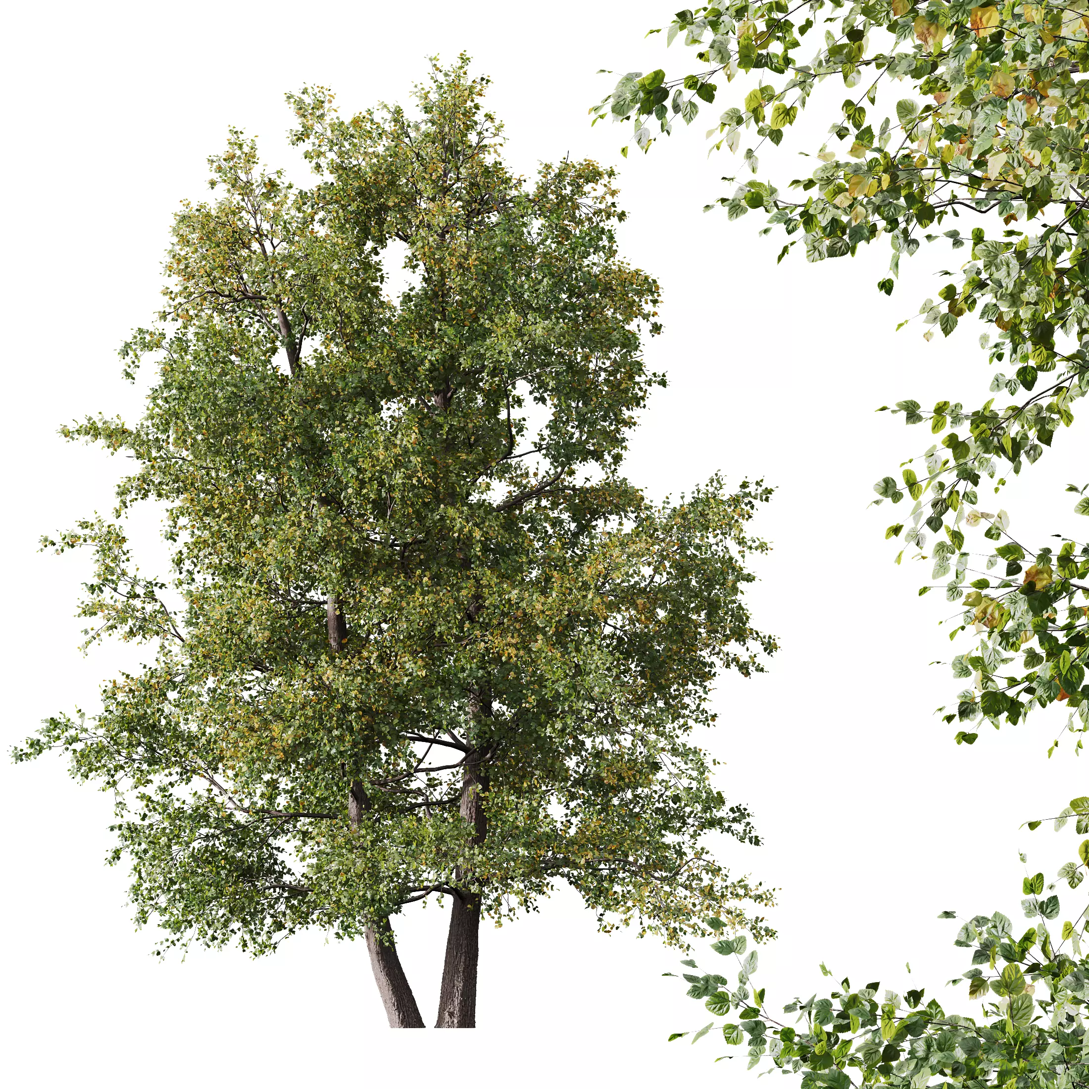 HQ Plants Alnus glutinosa 3D model_0