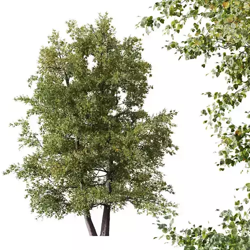HQ Plants Alnus glutinosa 3D model