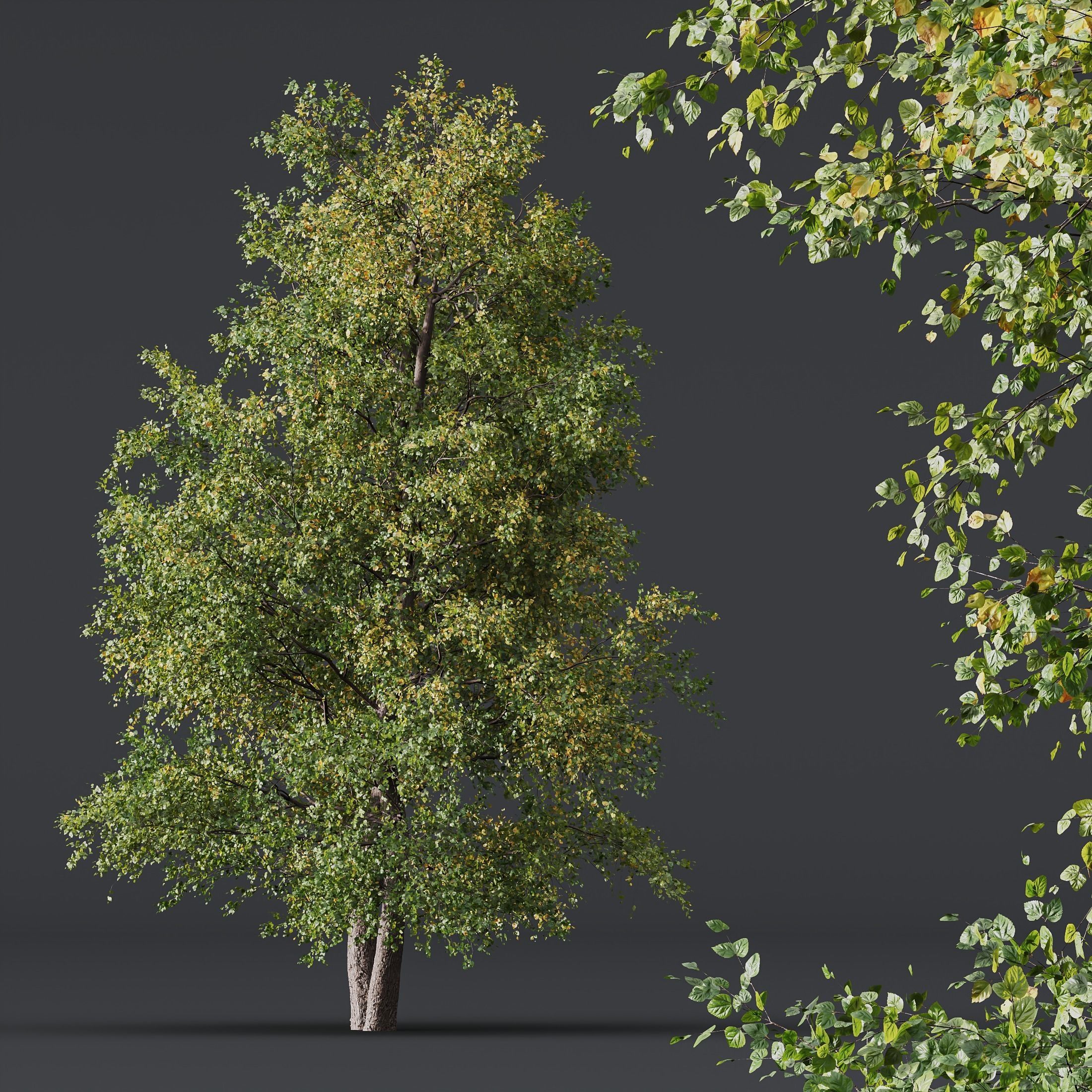HQ Plants Alnus glutinosa 3D model_1