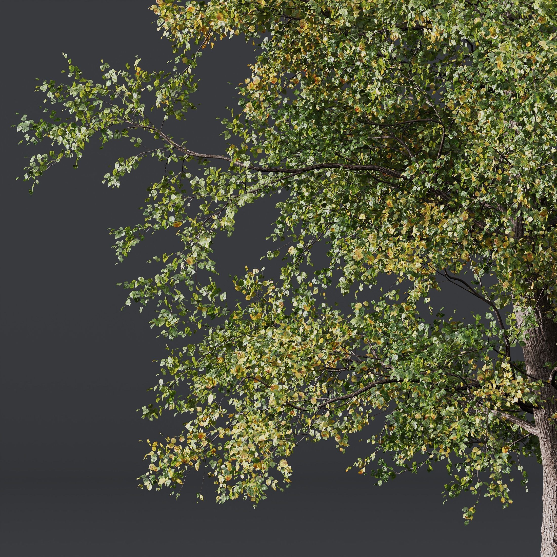 HQ Plants Alnus glutinosa 3D model_2