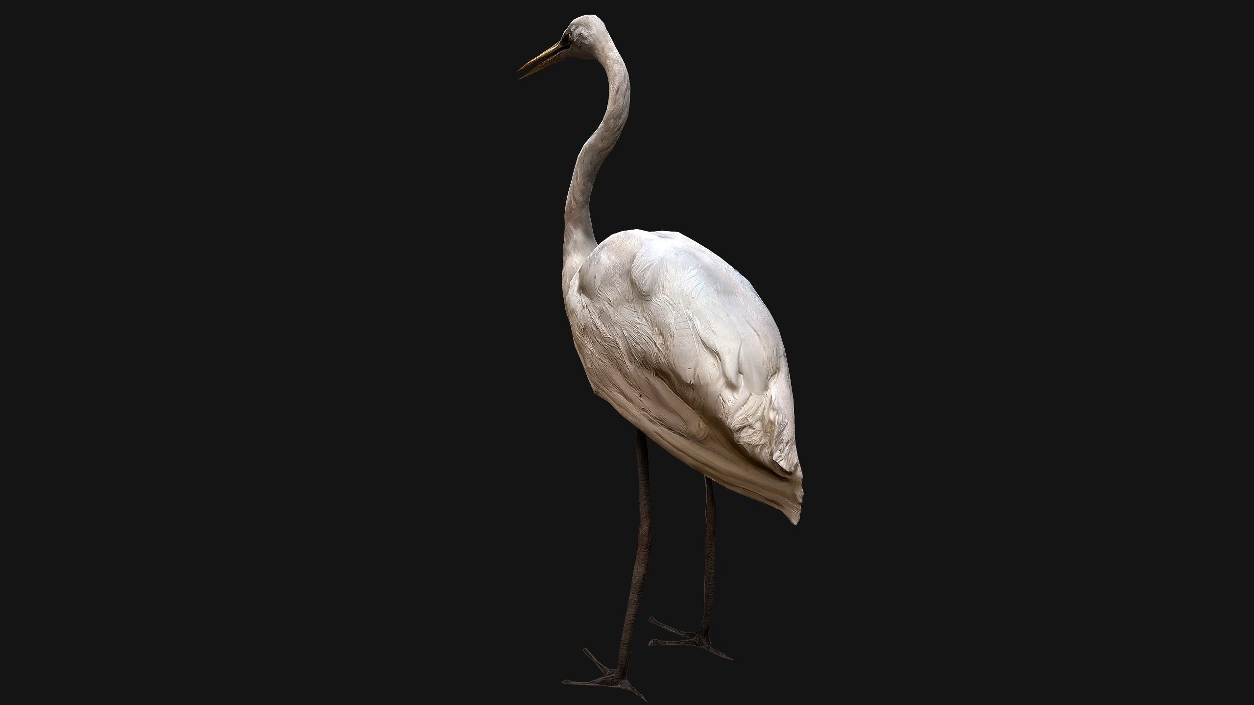 Heron Bird Low-poly 3D model_8