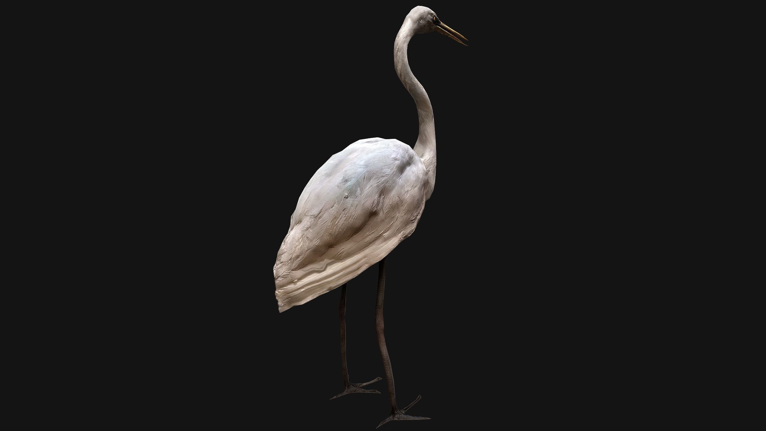 Heron Bird Low-poly 3D model_10