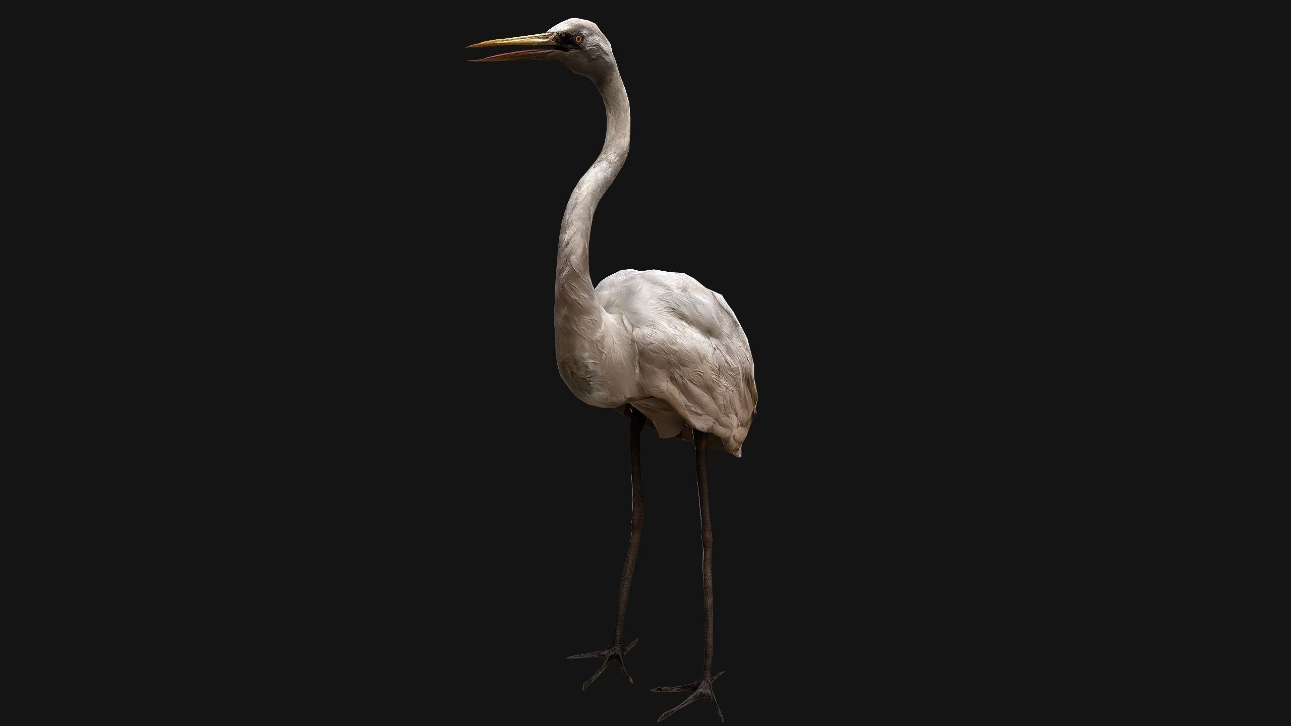 Heron Bird Low-poly 3D model_6