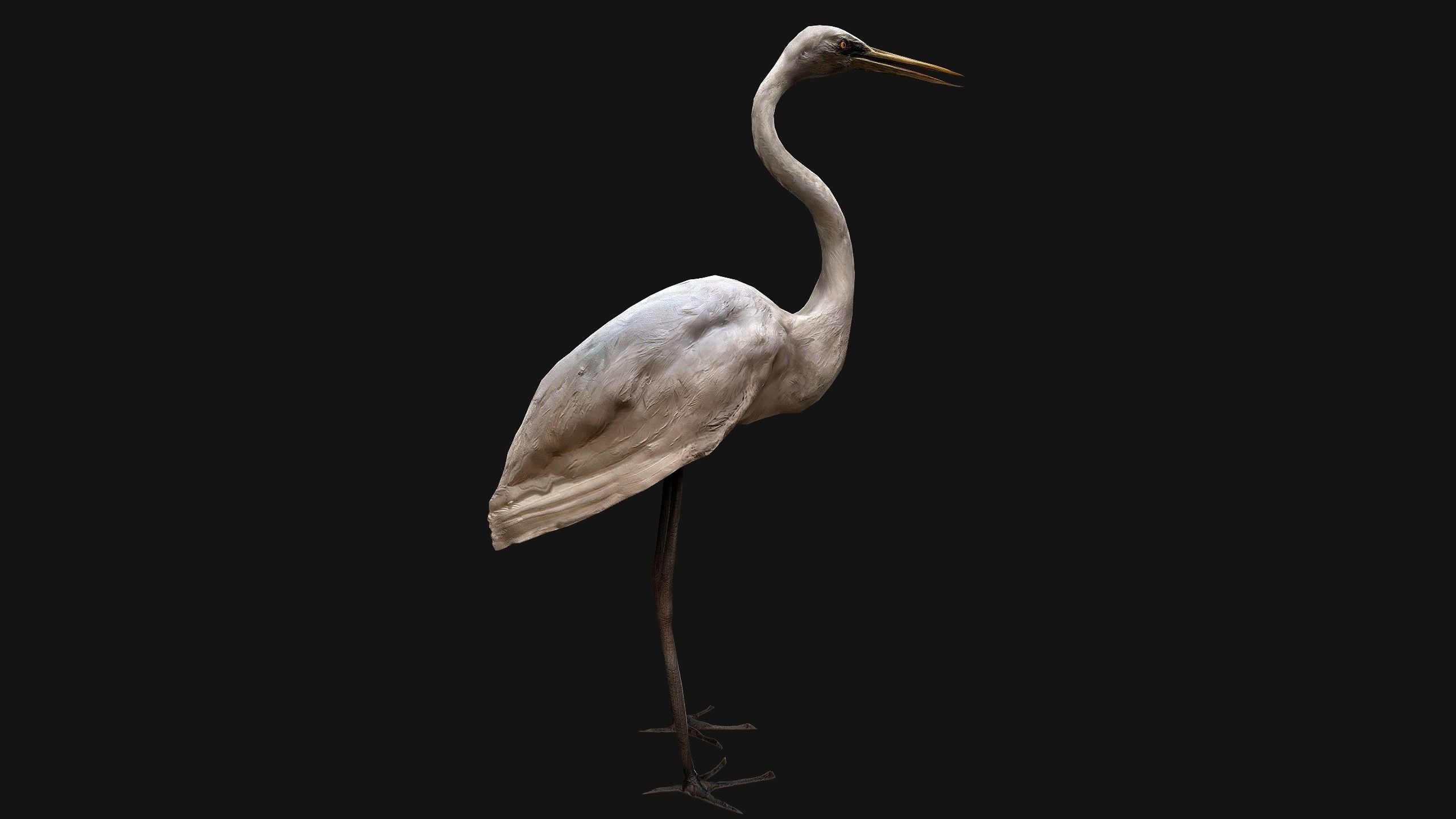 Heron Bird Low-poly 3D model_11